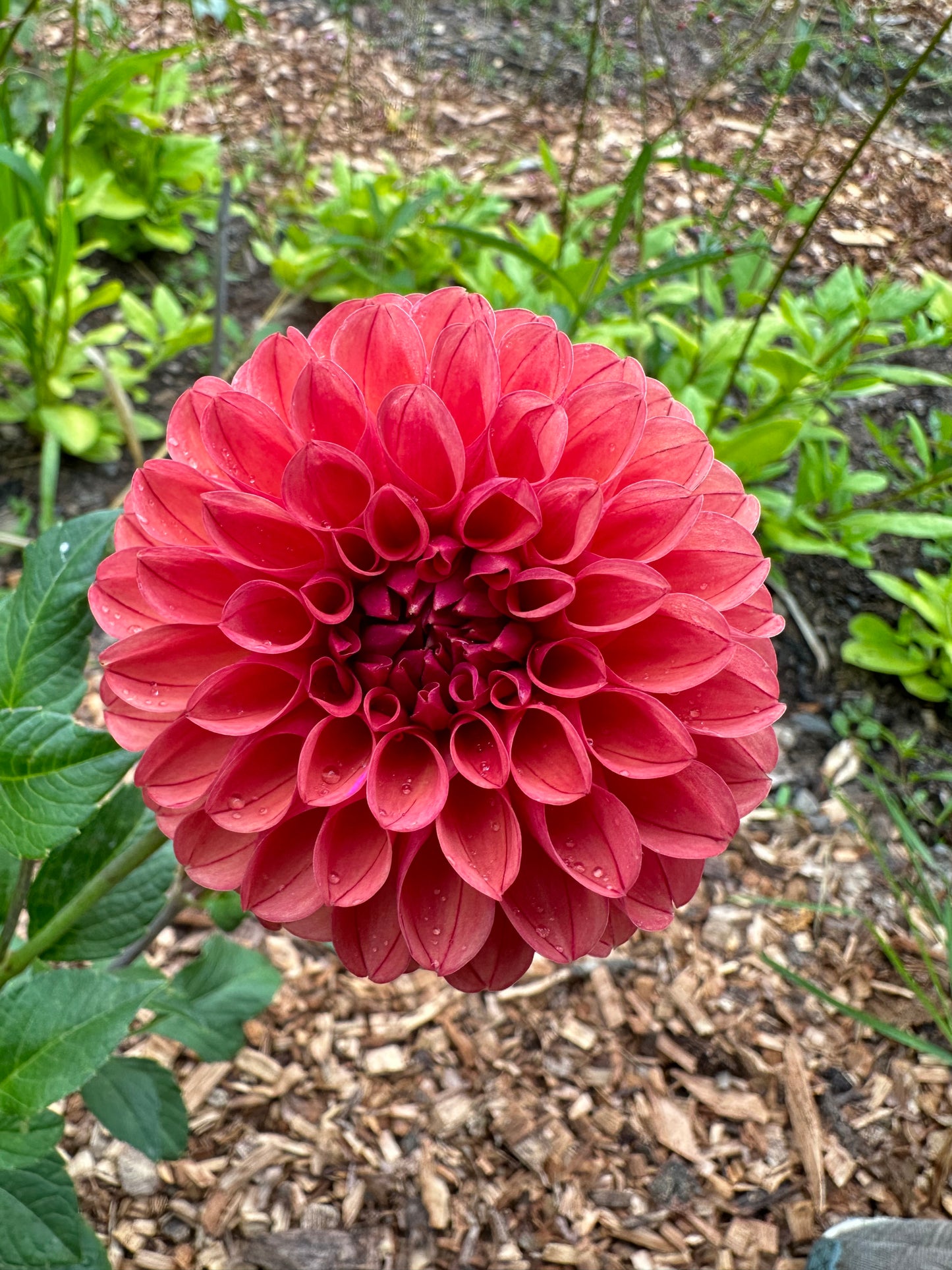 Not Barbarry Dahlia Tuber