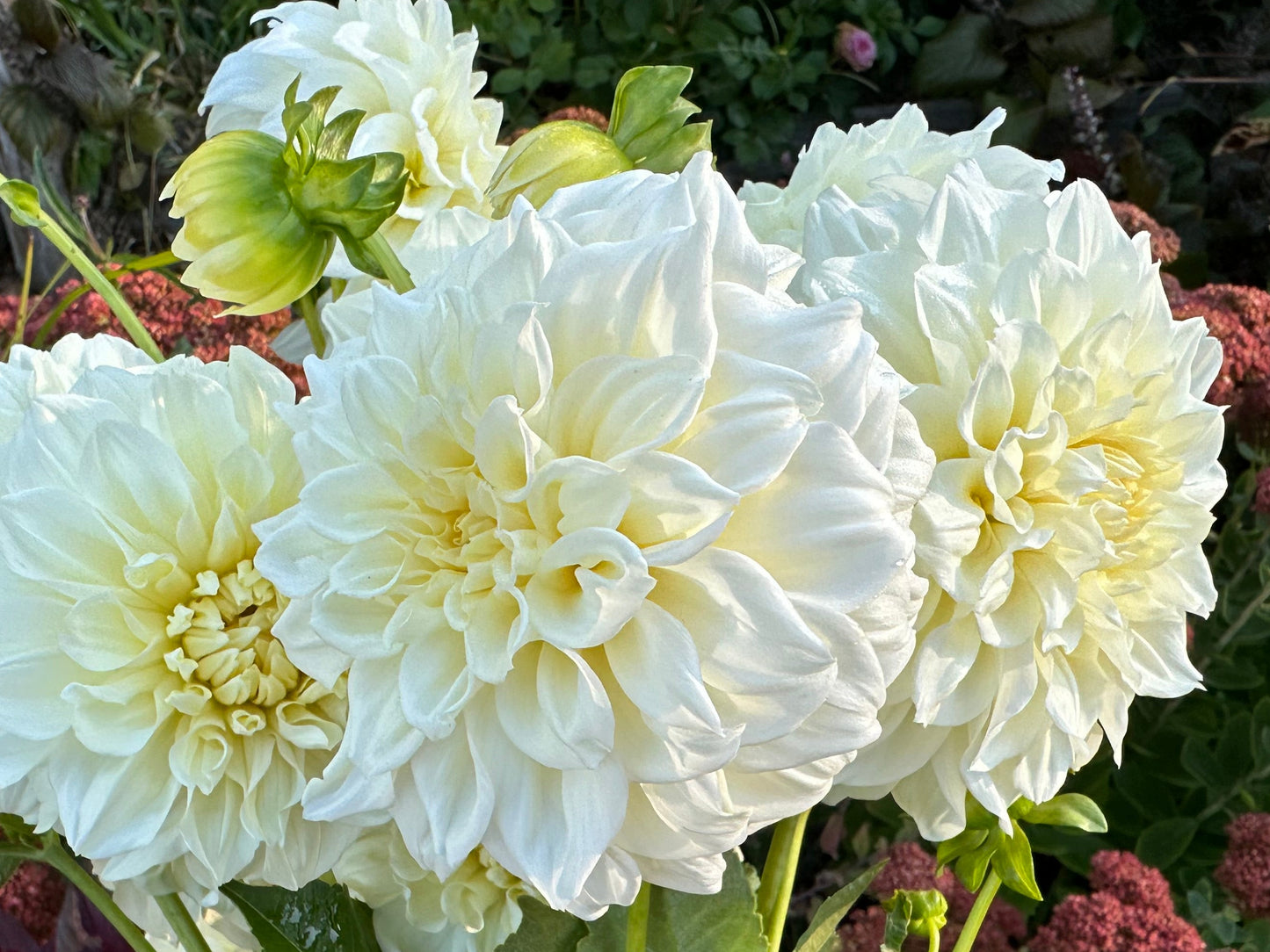 Bouquet of large white and yellow flowers with green leaves against a natural background