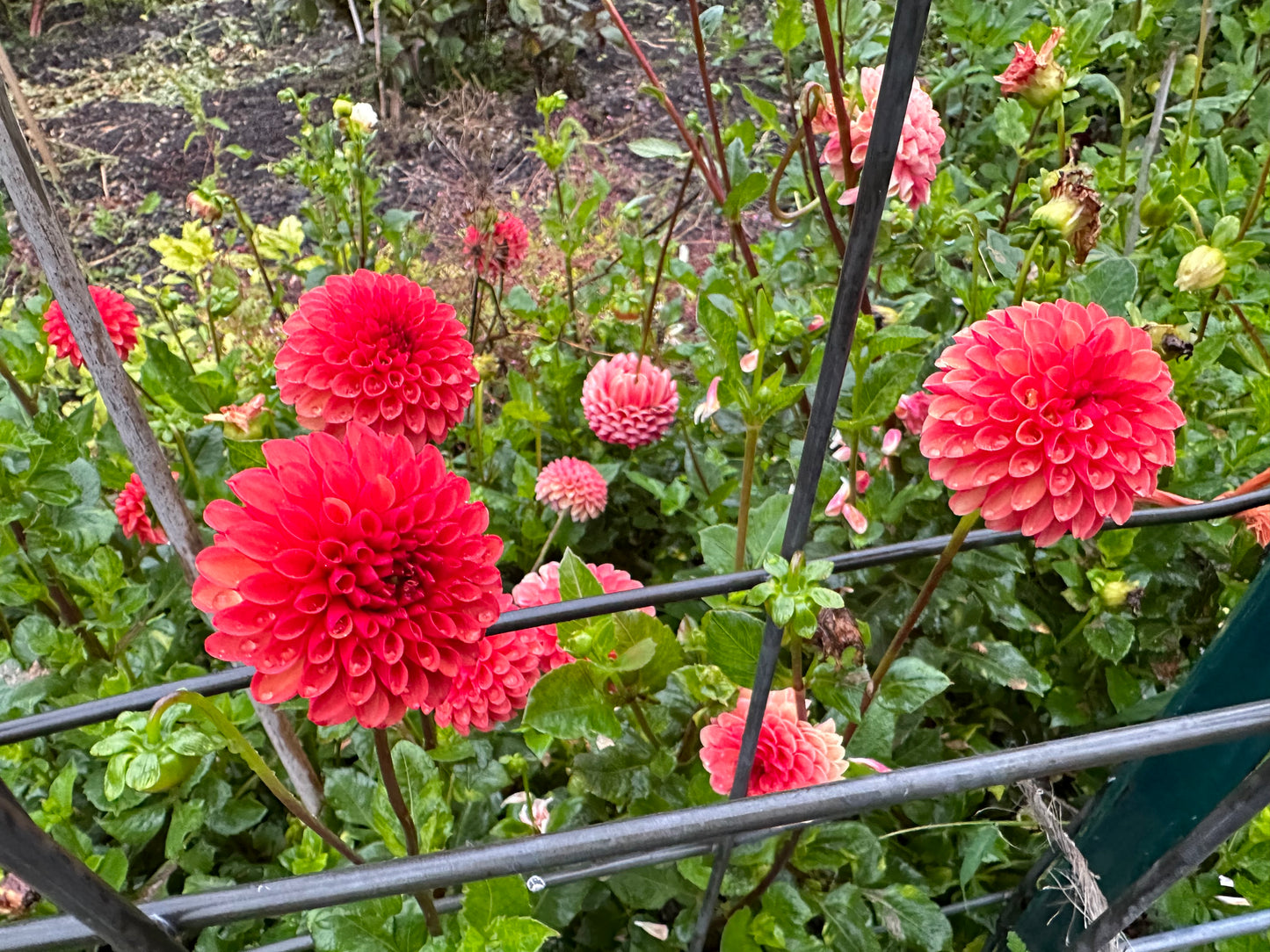 Valley Rust Bucket Dahlia Tuber