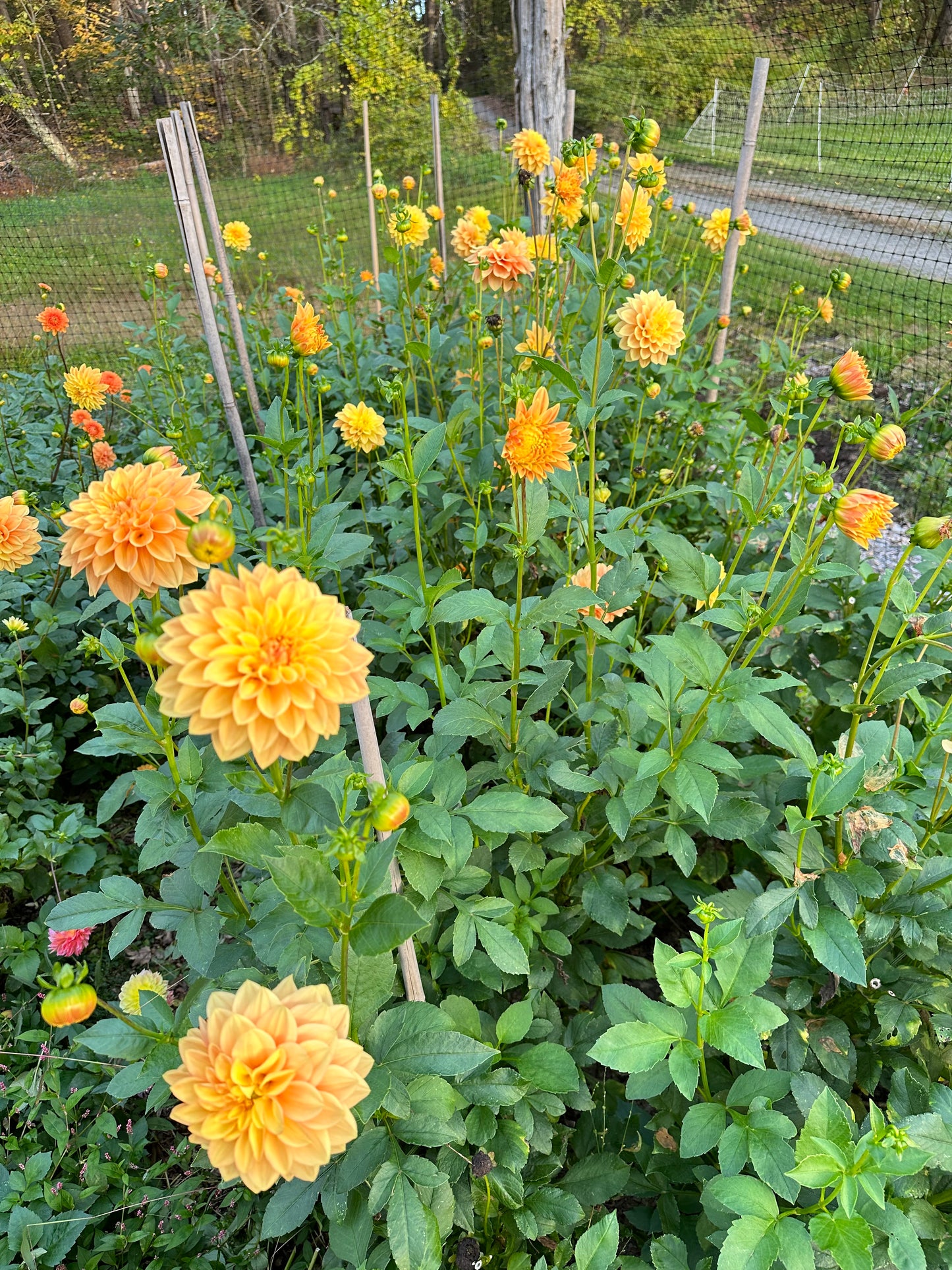 Glenerie’s Honey Pie Dahlia Tuber (rebuilding stock, hoping to be available in 2026)