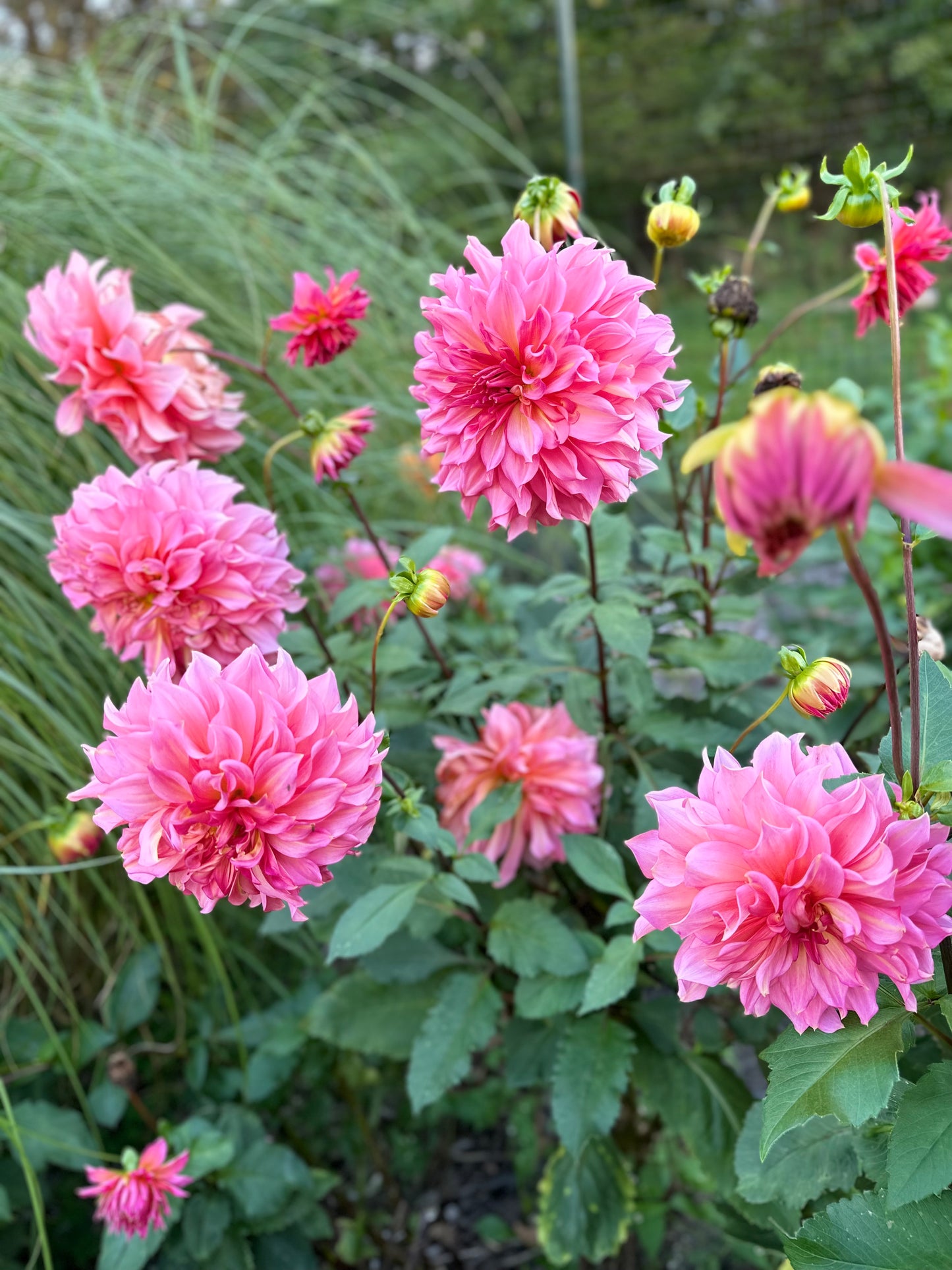Islander Dahlia Tuber