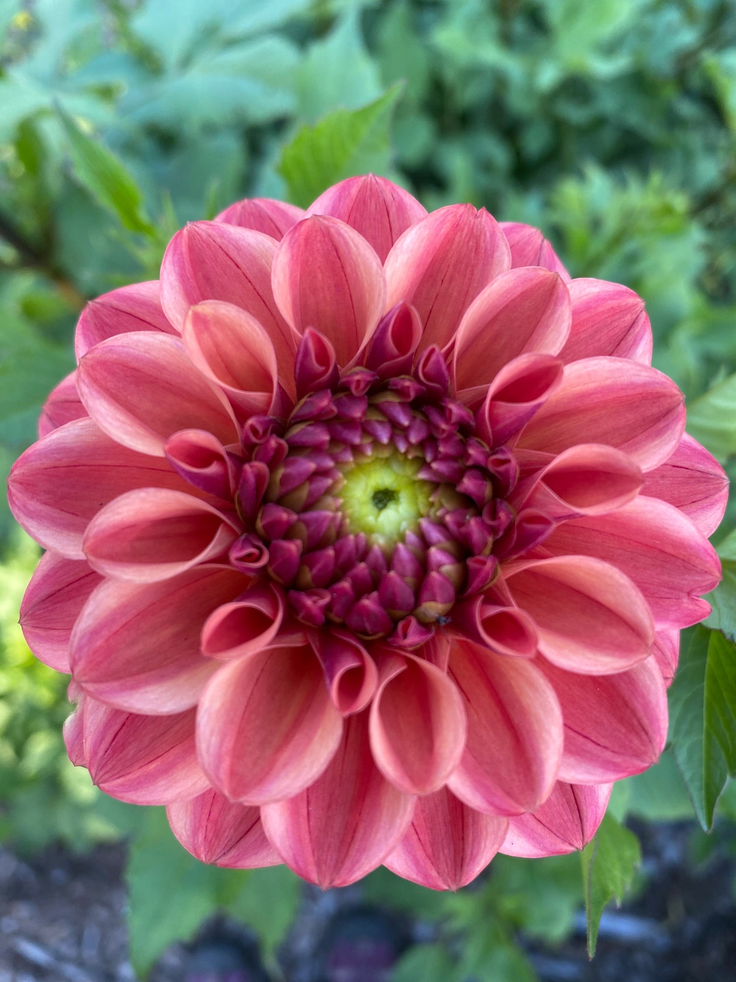 Ice Tea Dahlia Tuber