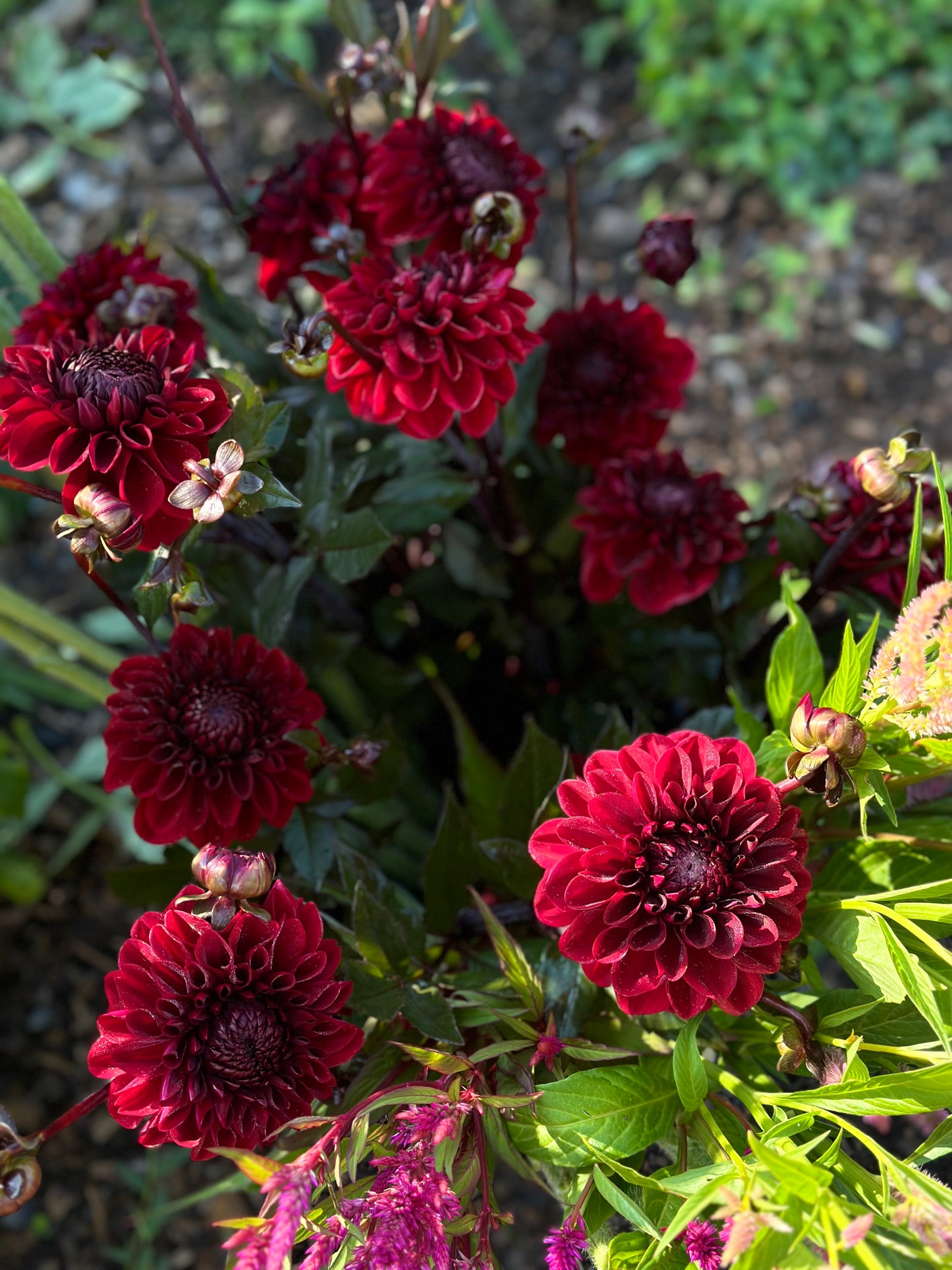Baccara Dahlia Tuber