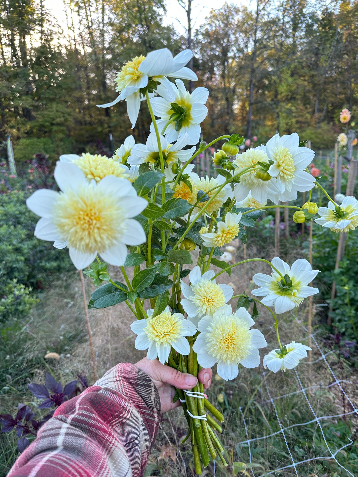 Platinum Blonde Dahlia Tuber