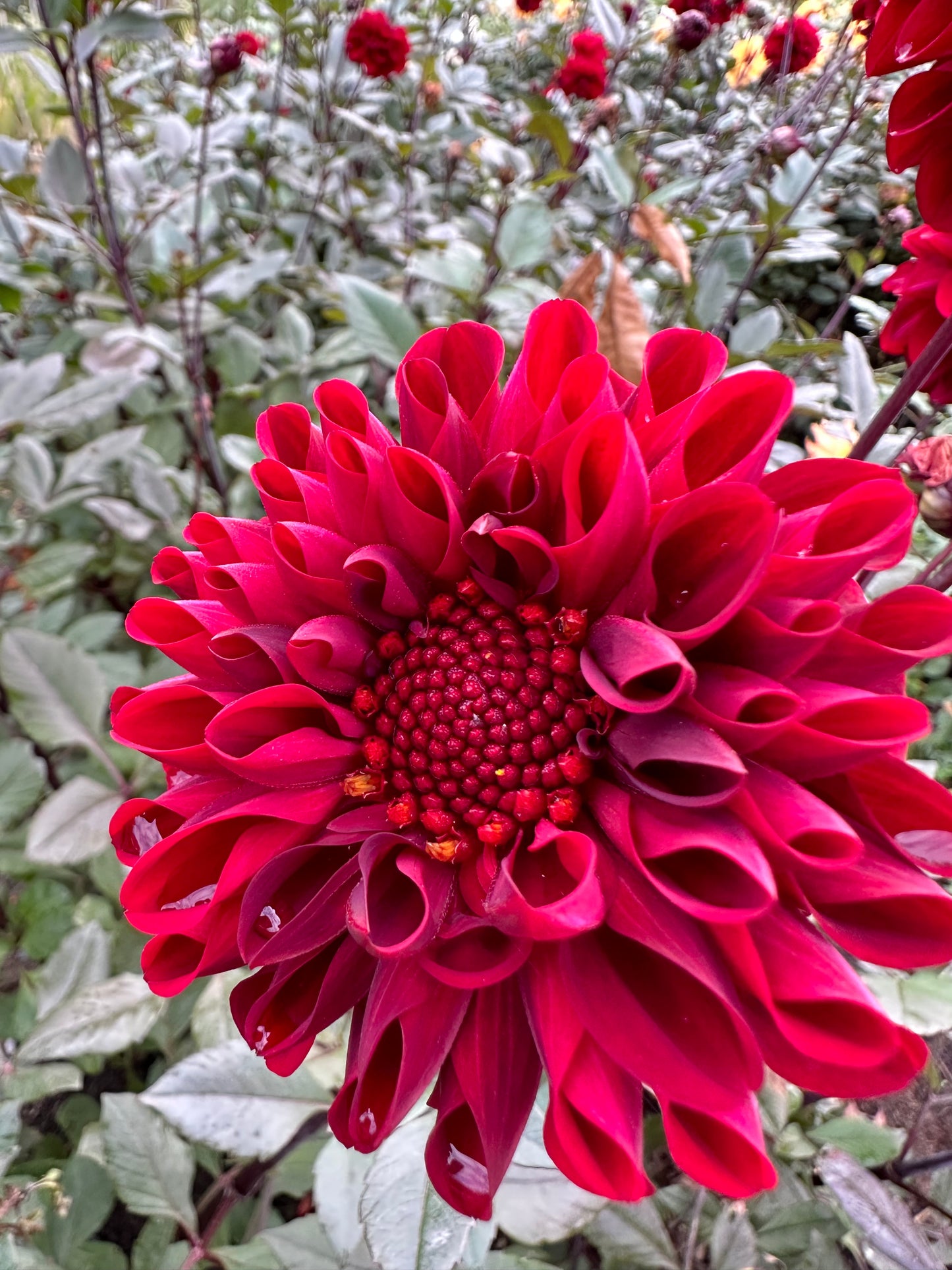 Baccara Dahlia Tuber
