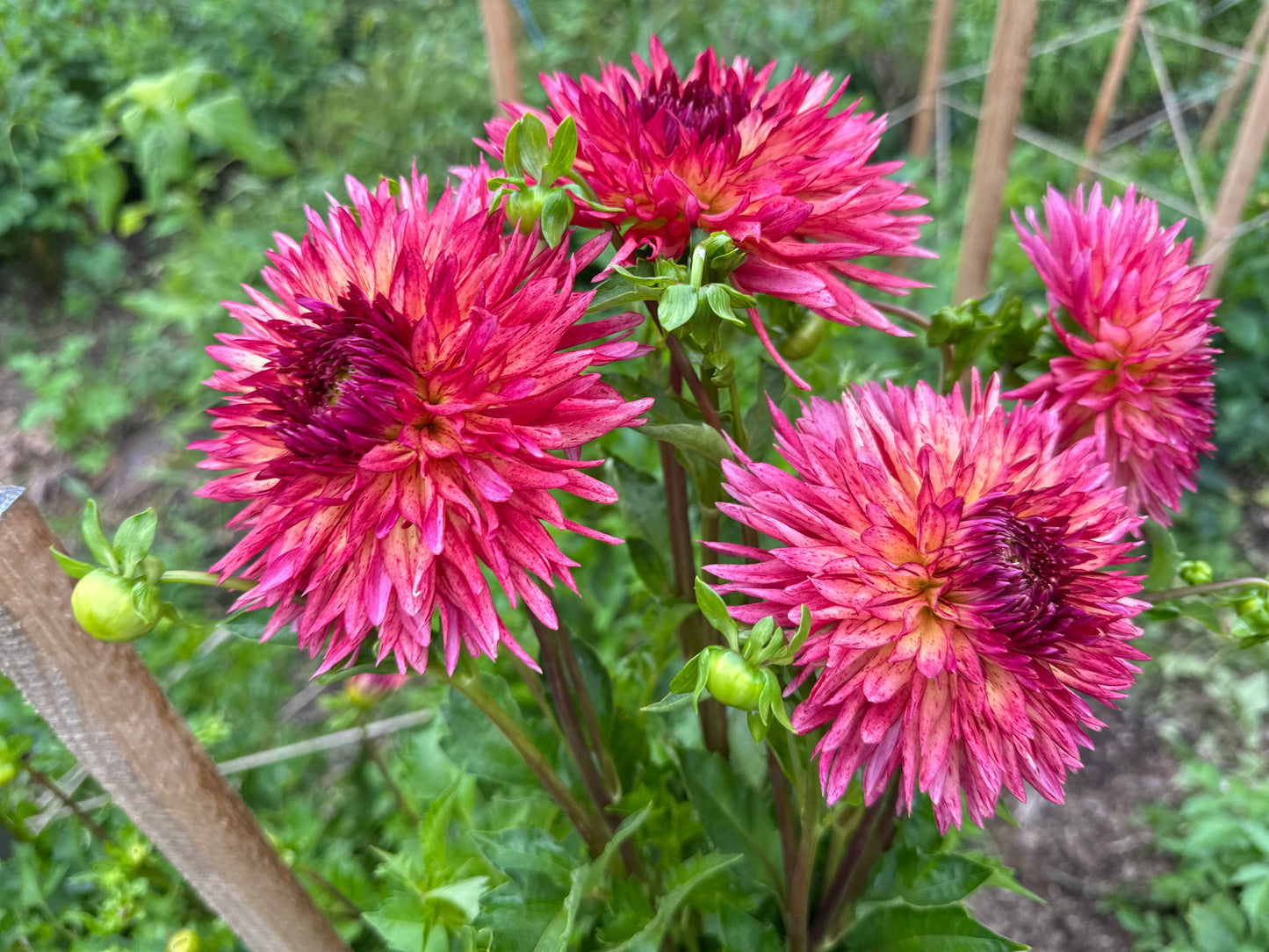 Dahlia in shades of pink, peach and red dahlias with green leaves in a garden setting