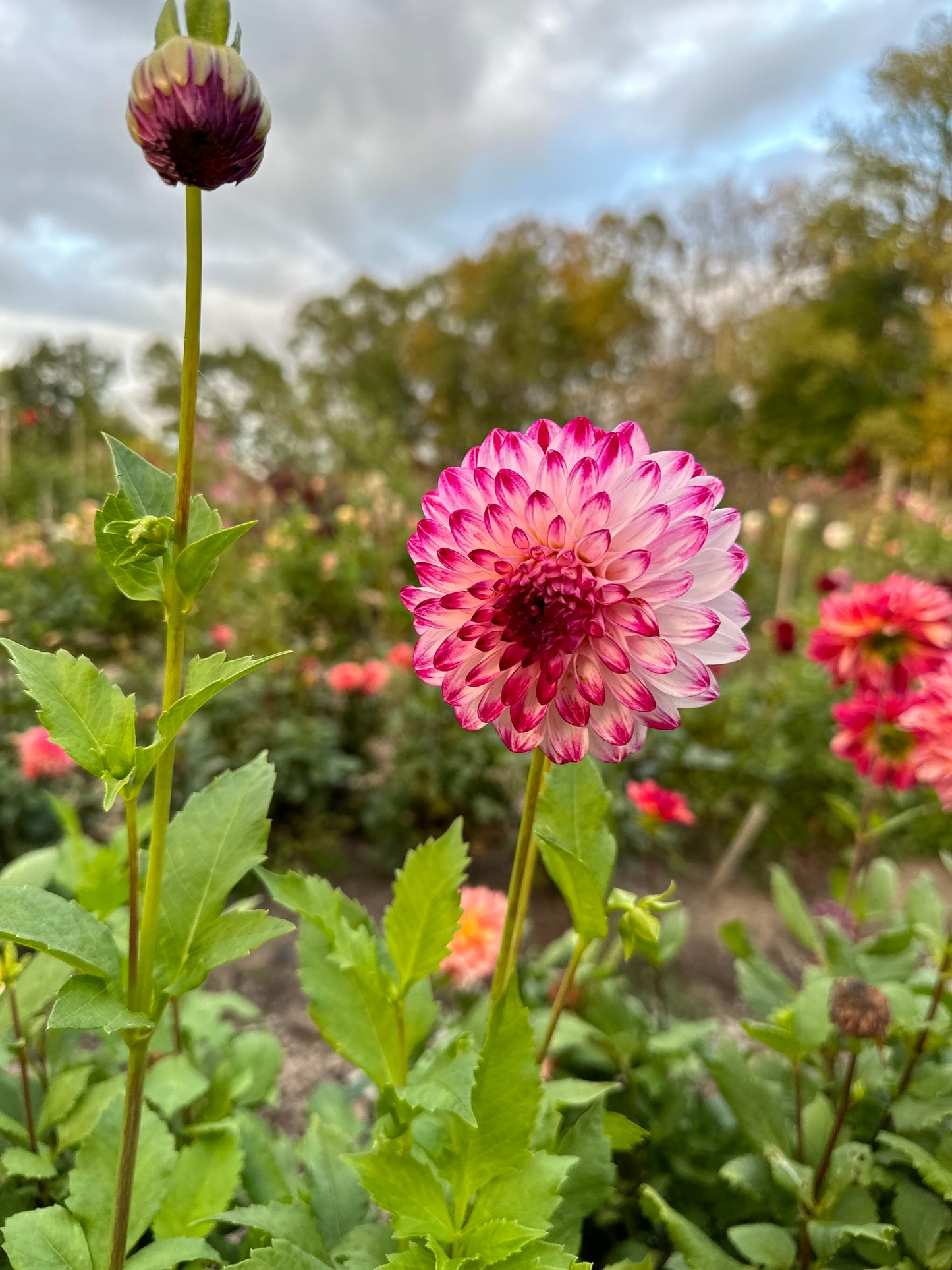 Caproz Pizzazz Dahlia Tuber