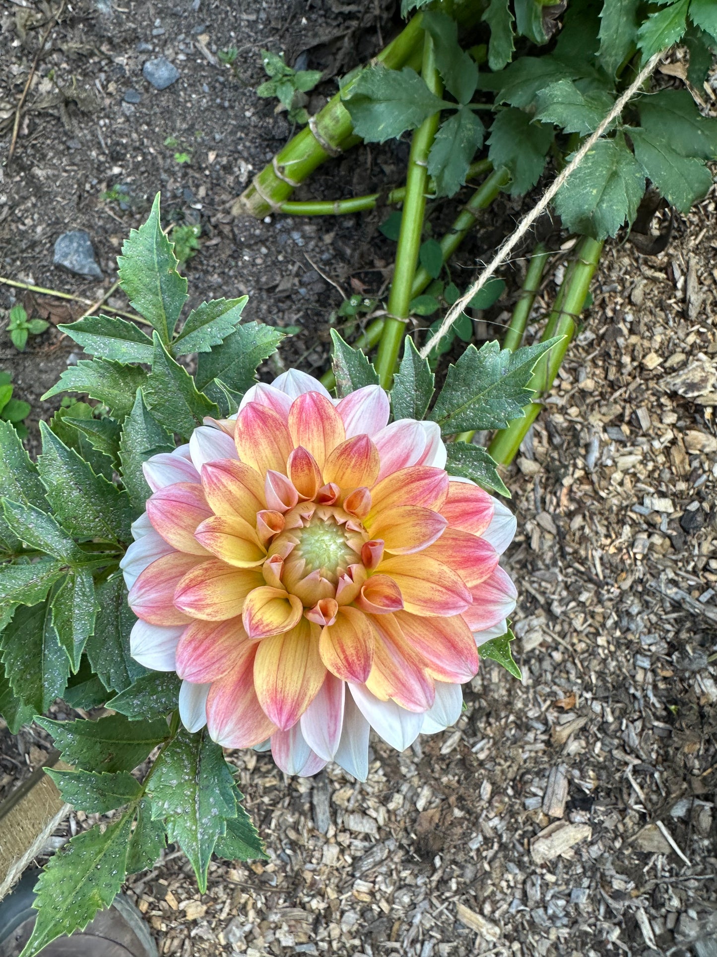 Pink, pale orange,and white flower with green leaves on a natural background