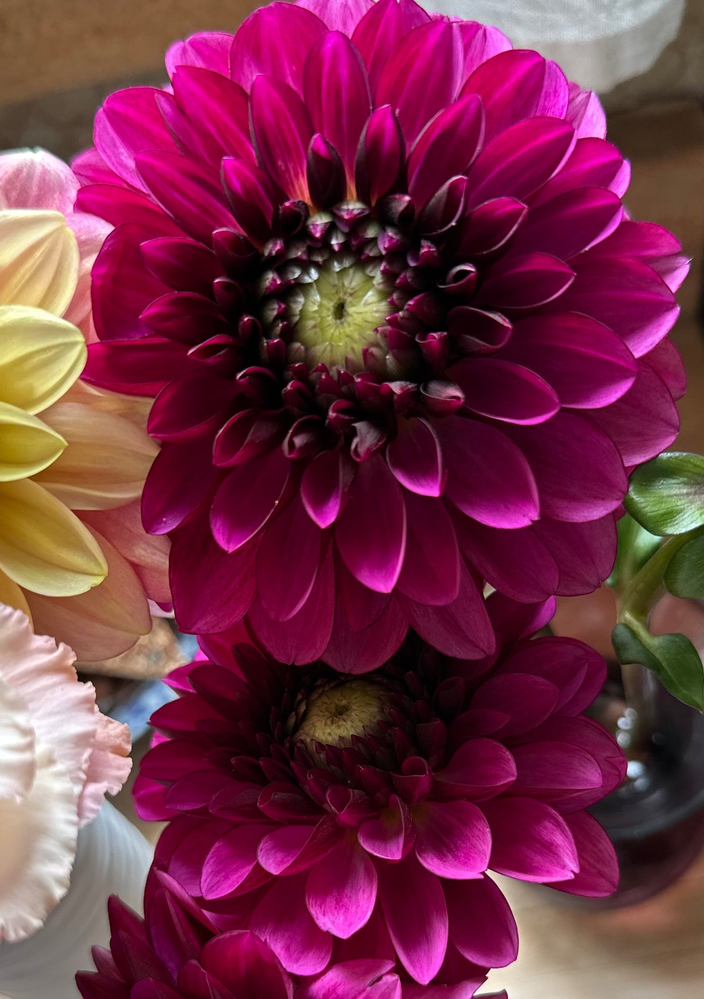 Lilac Bull Dahlia Tuber