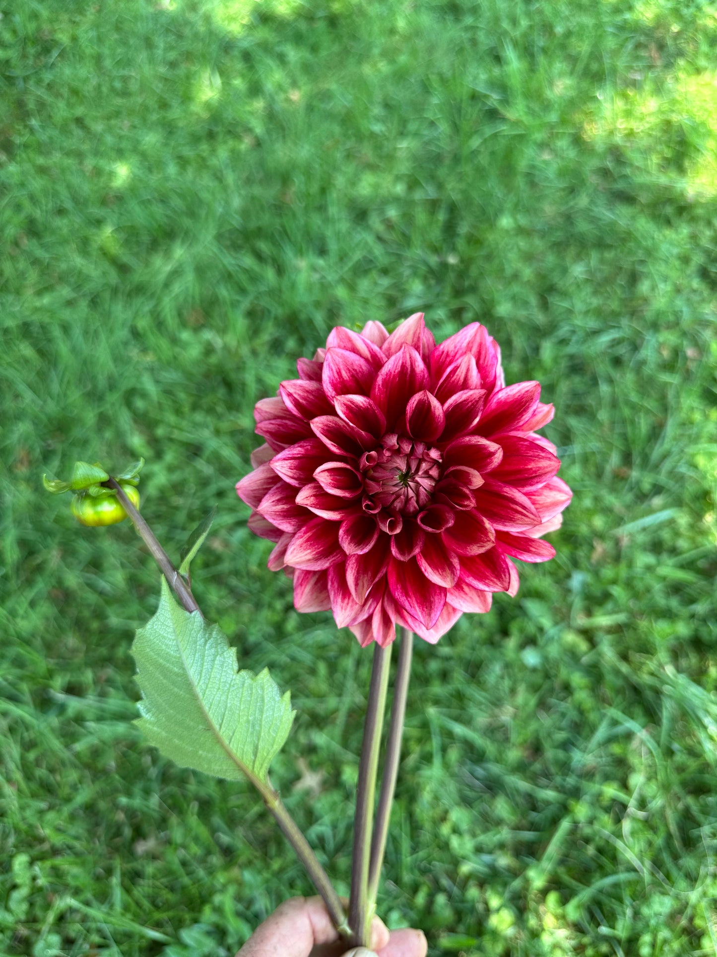 Bloomquist York Dahlia Tuber