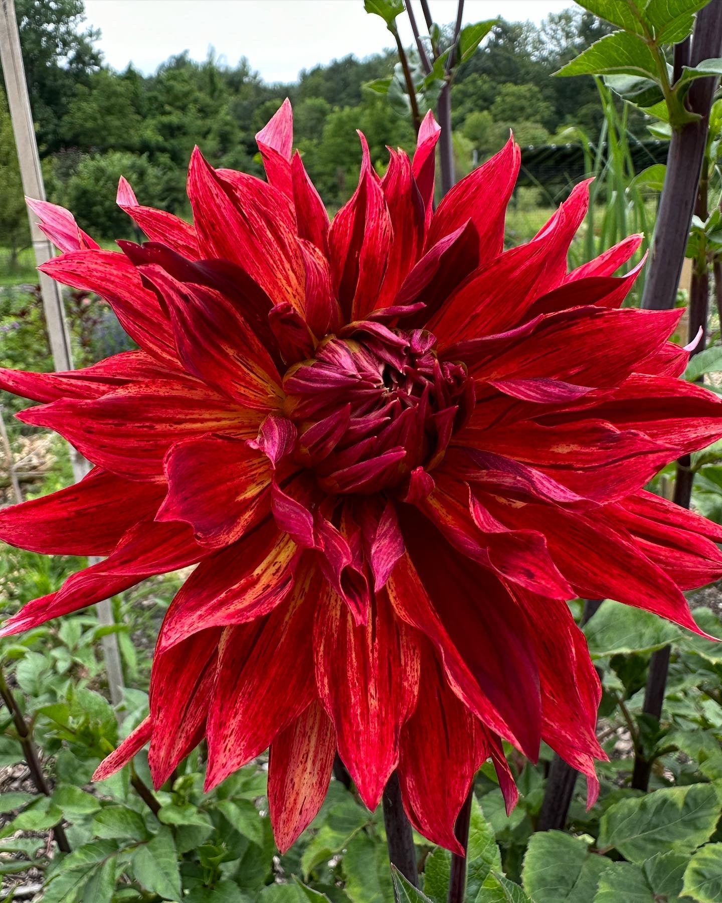 Avatar Dahlia Tuber
