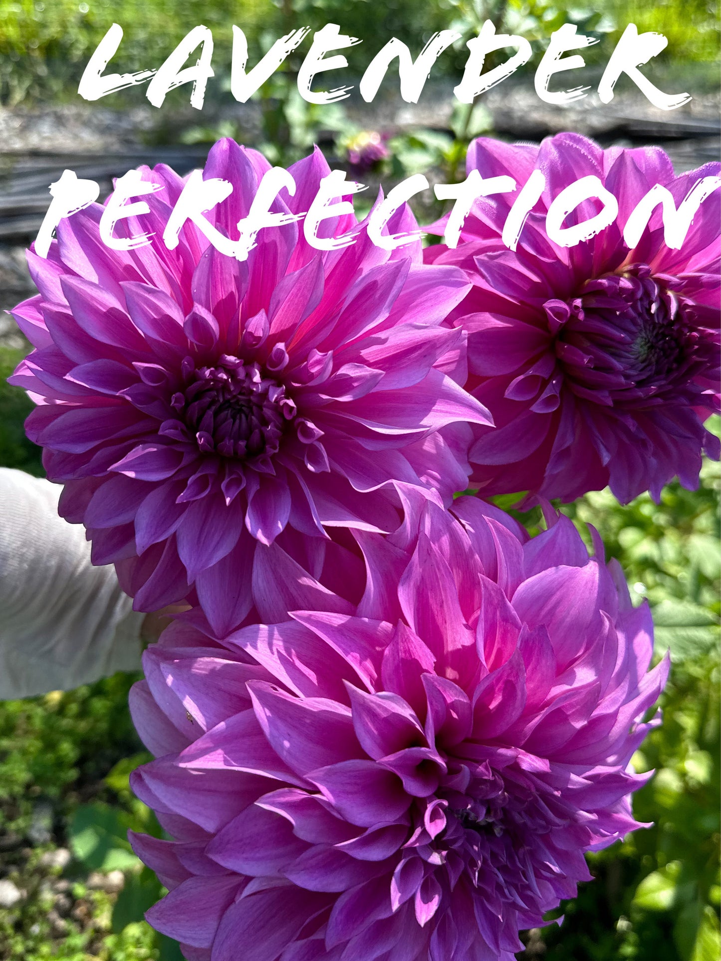 Lavender Perfection Dahlia Tuber