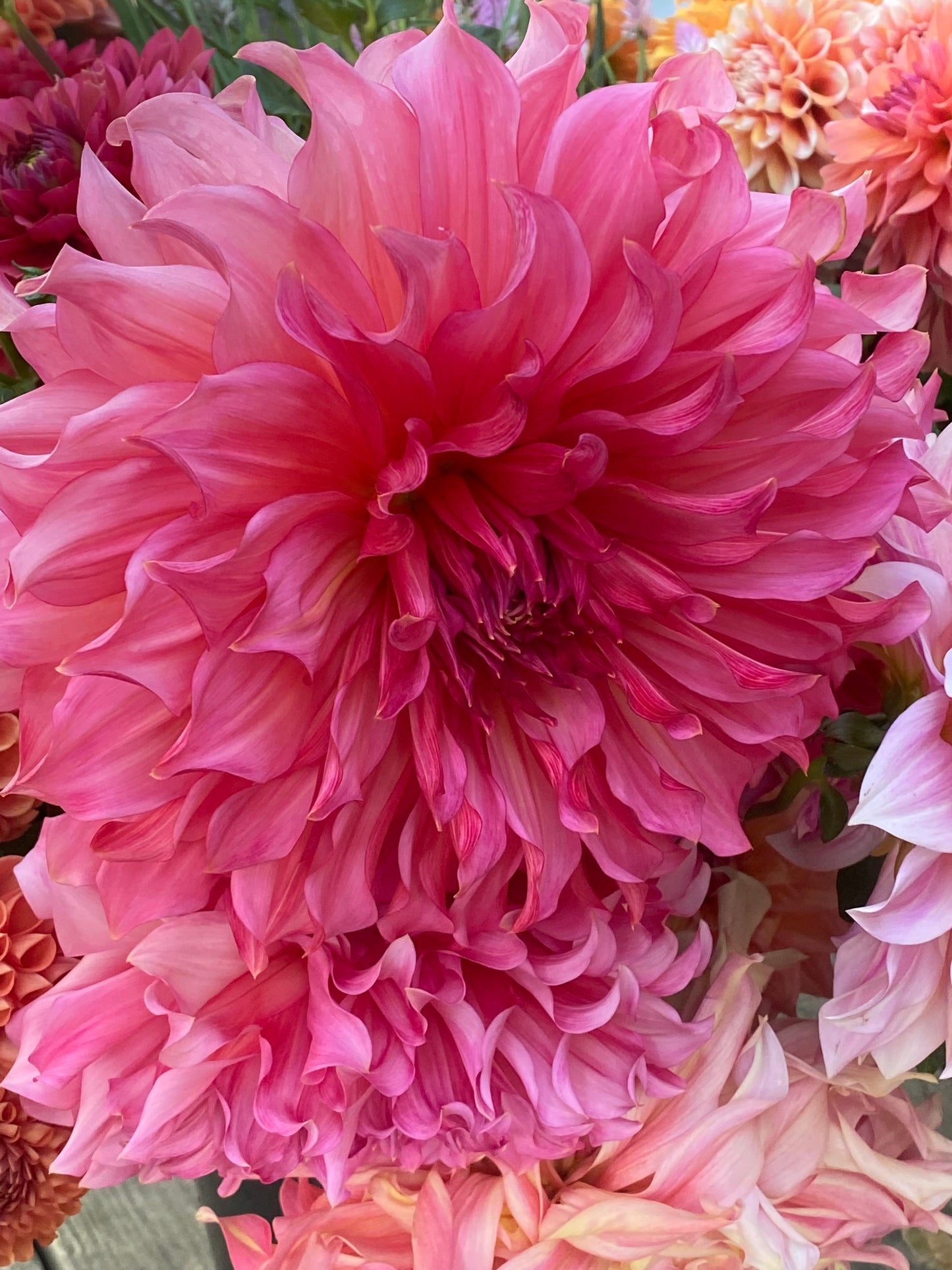 Islander Dahlia Tuber