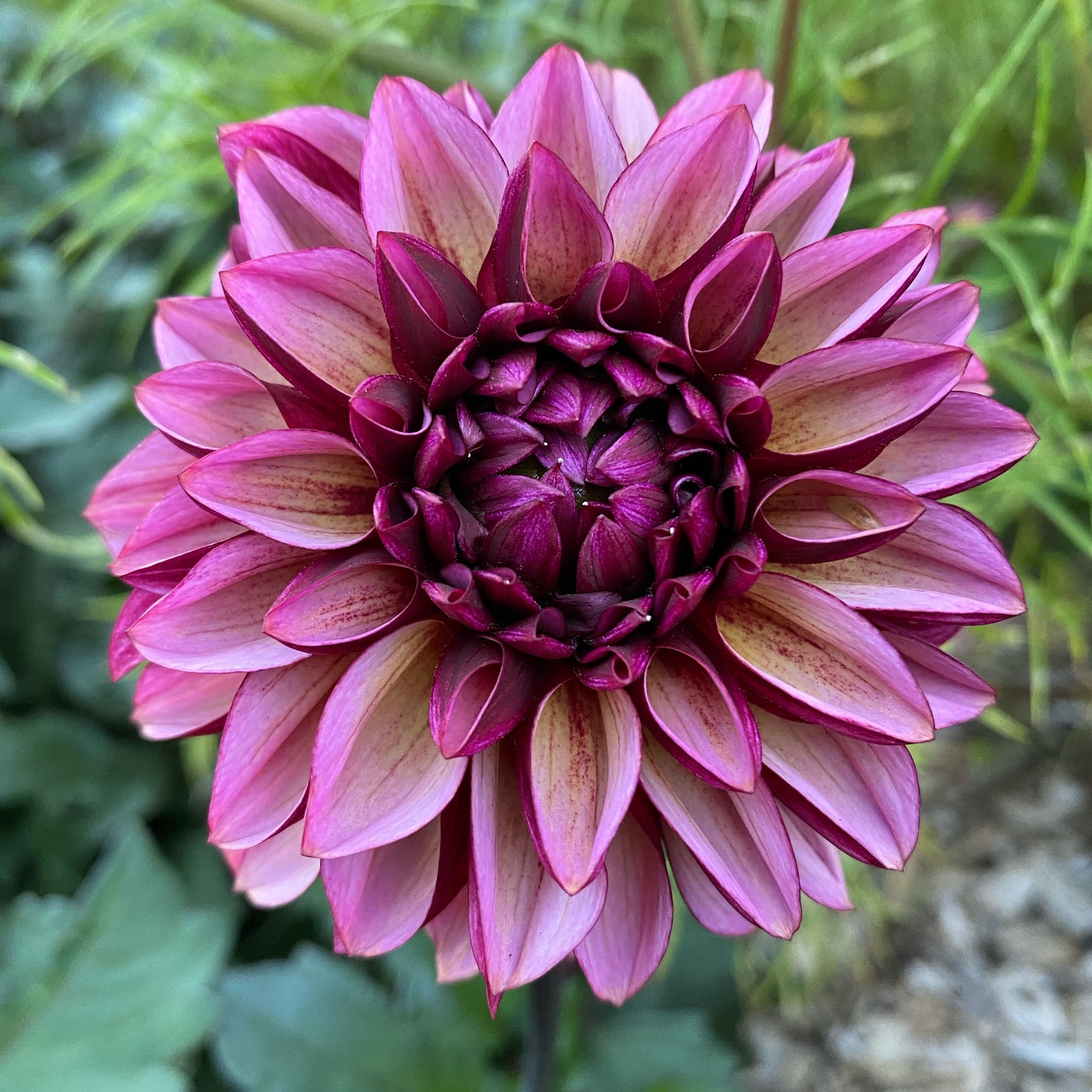 Senior’s Hope Dahlia Tuber