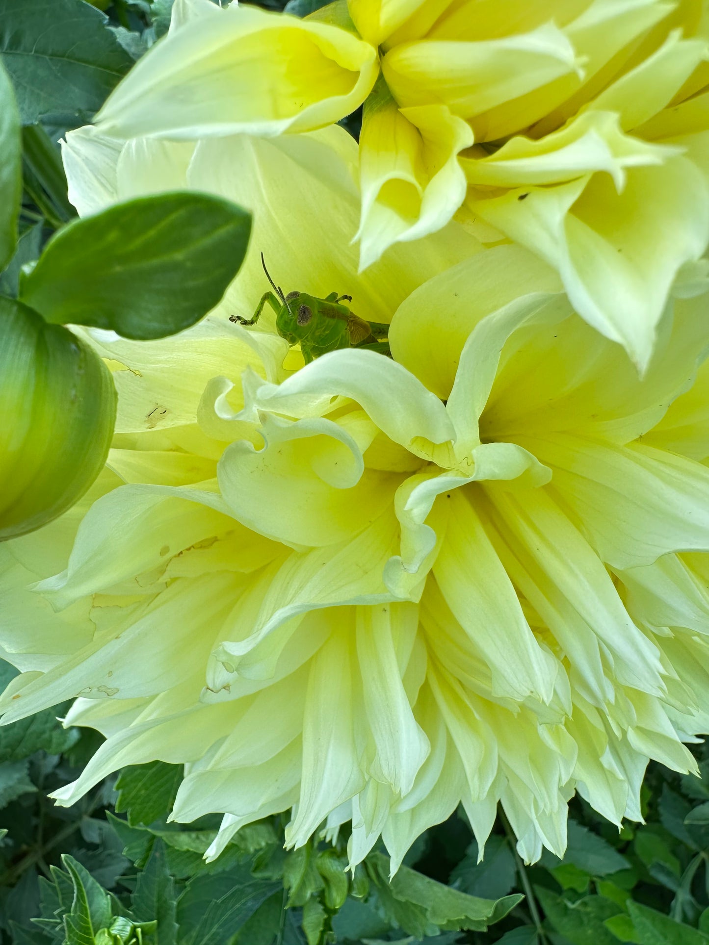 Kelvin Floodlight Dahlia Tuber