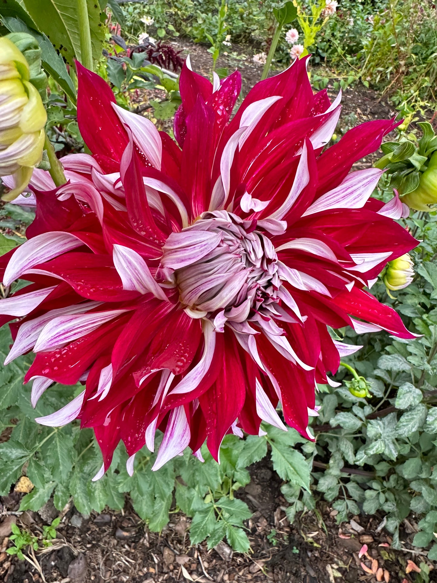 My Hero Dahlia Tuber