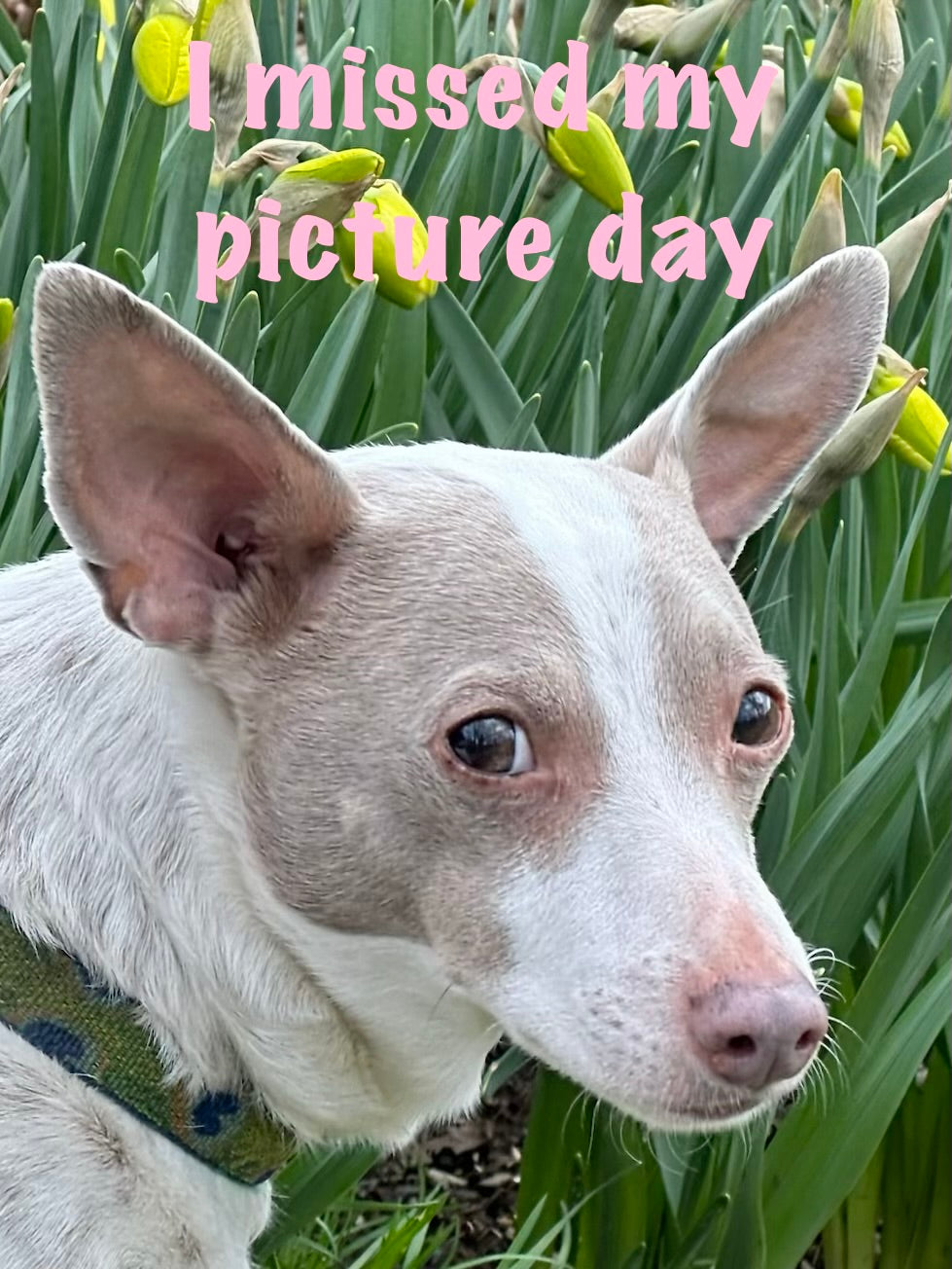 Cafe au Lait Mini Dahlia Tuber