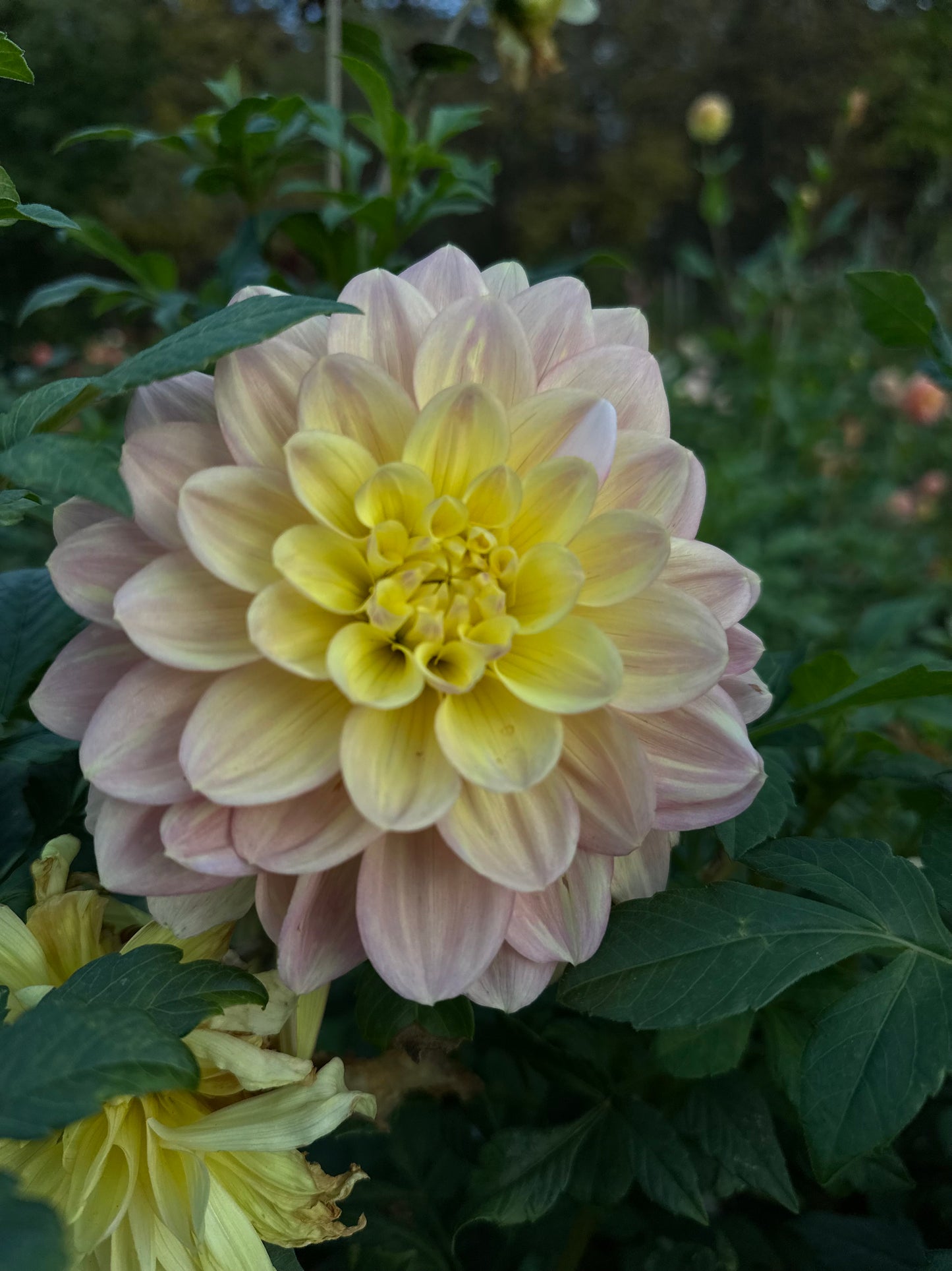Wyn’s New Pastel Dahlia Tuber