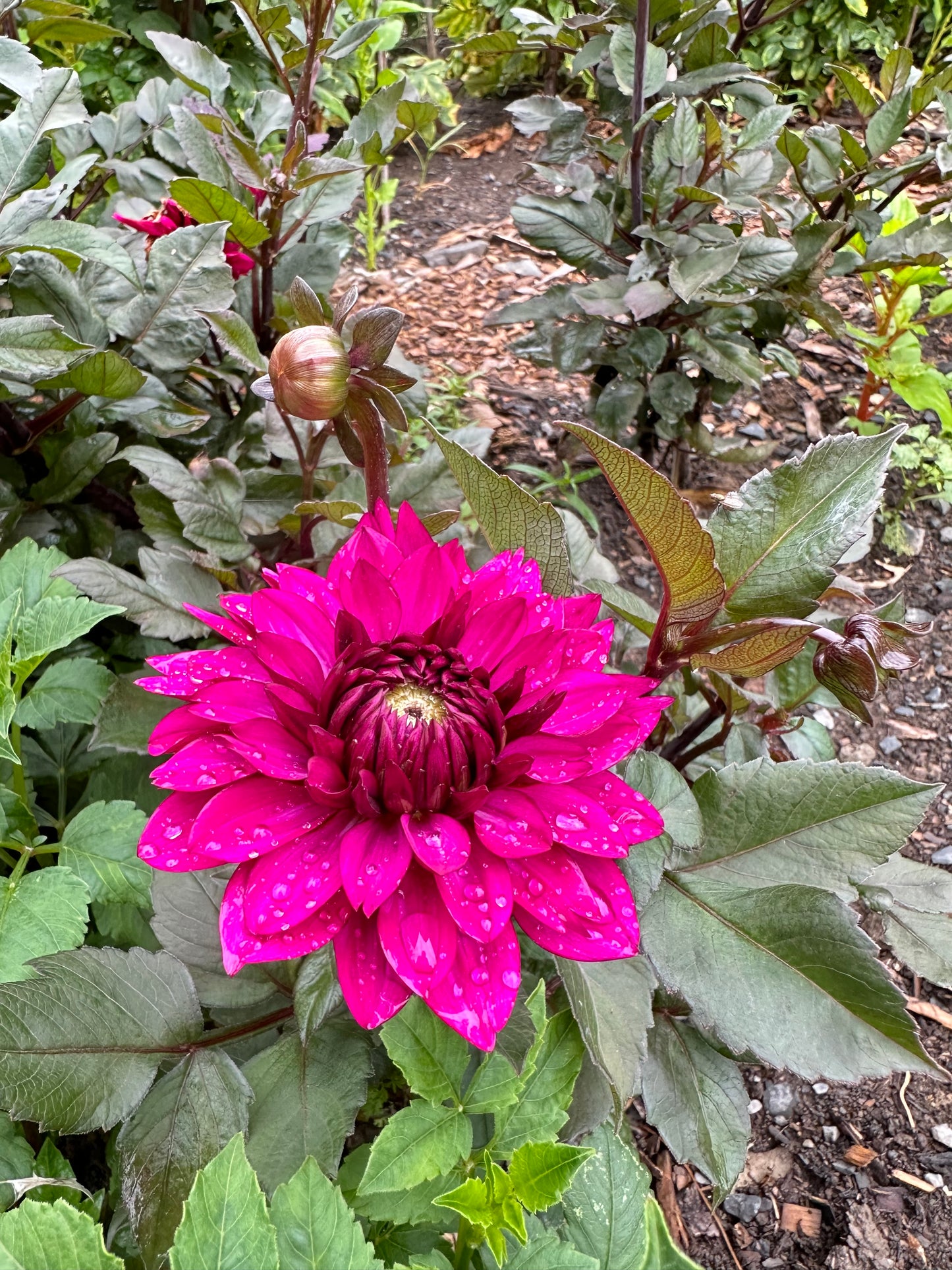 Purple Flame Dahlia Tuber