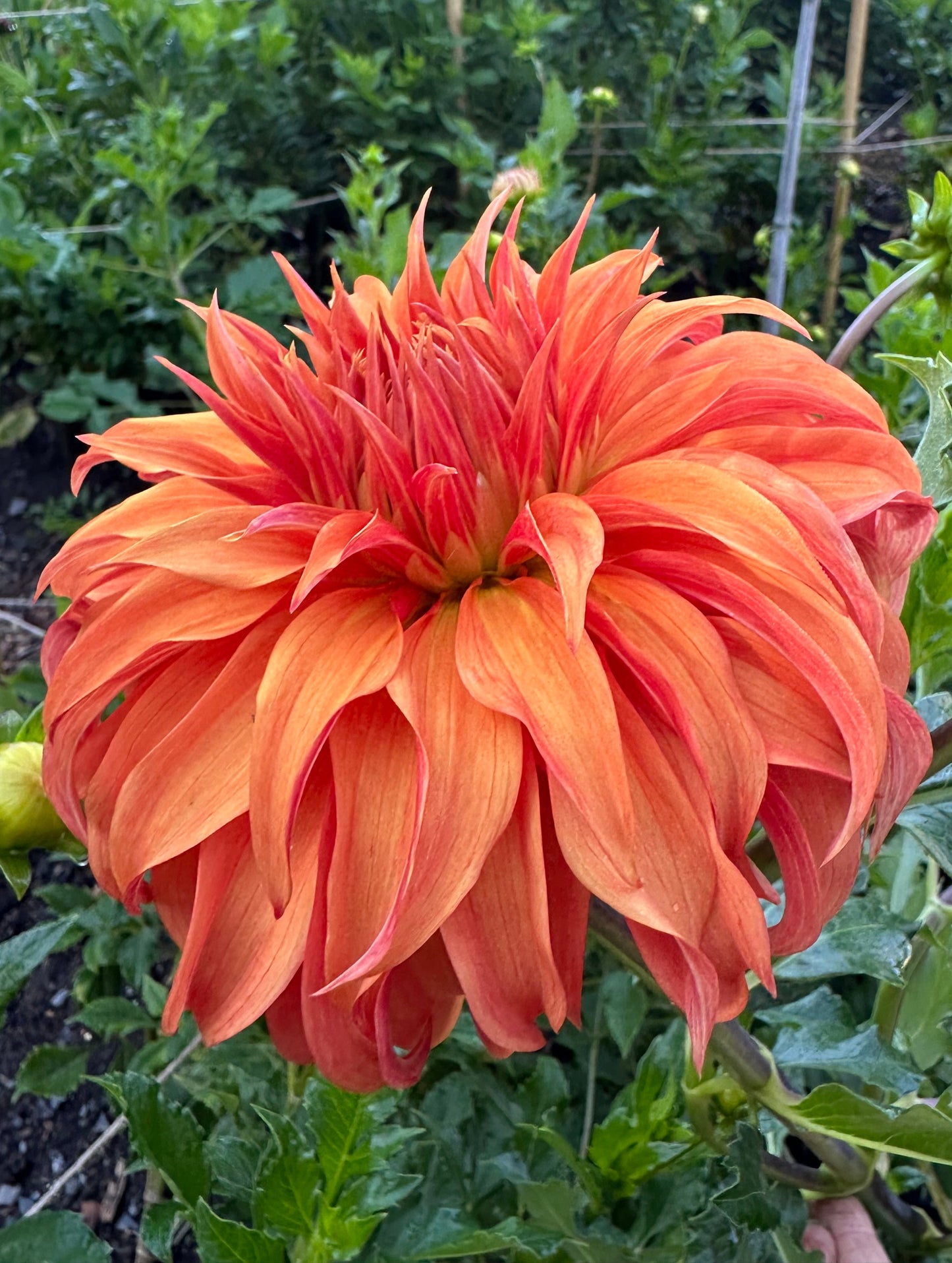 Large orange flower with pointed petals and green leaves in a garden setting