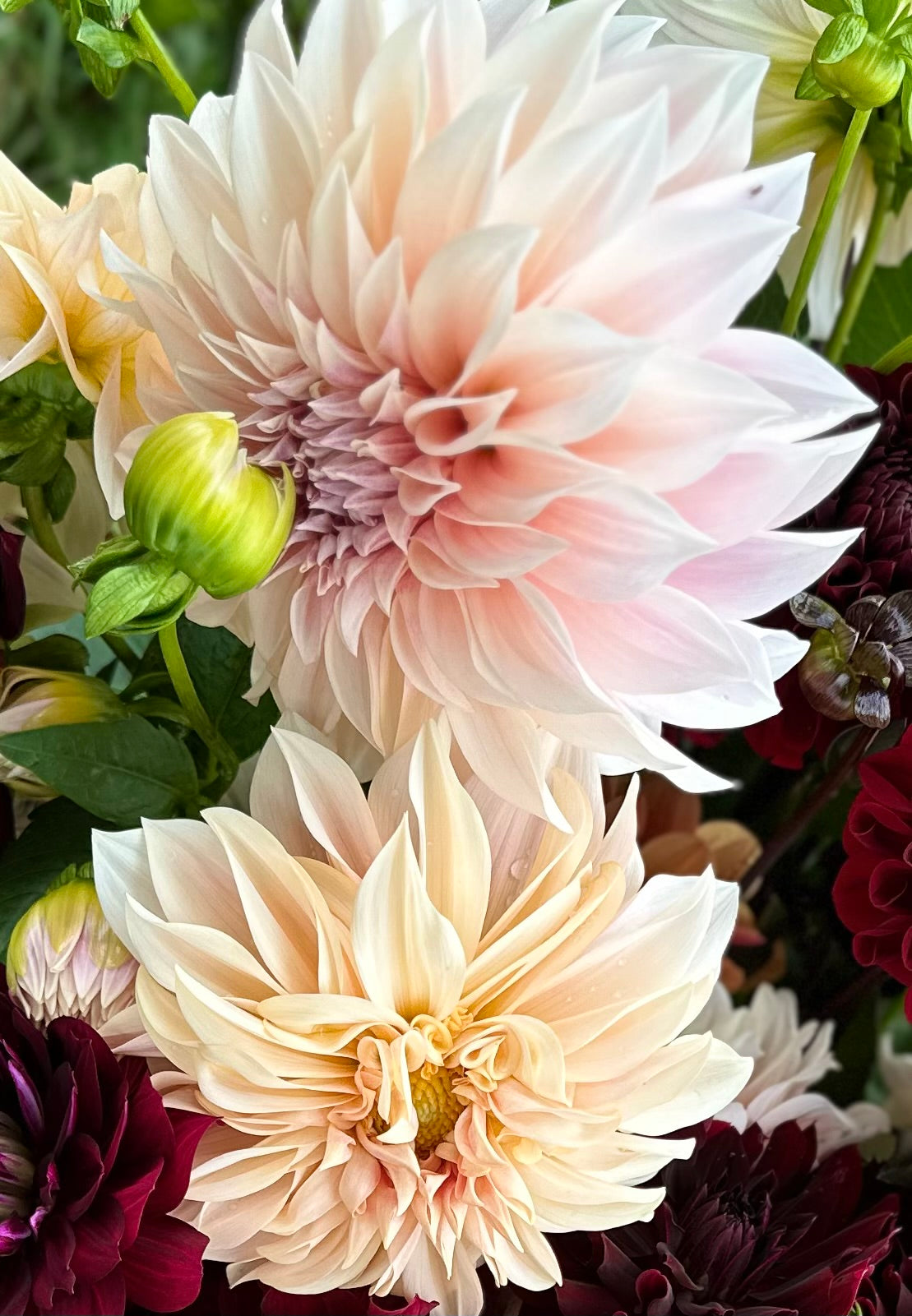 Cafe au Lait Dahlia Tuber (10 Pack)