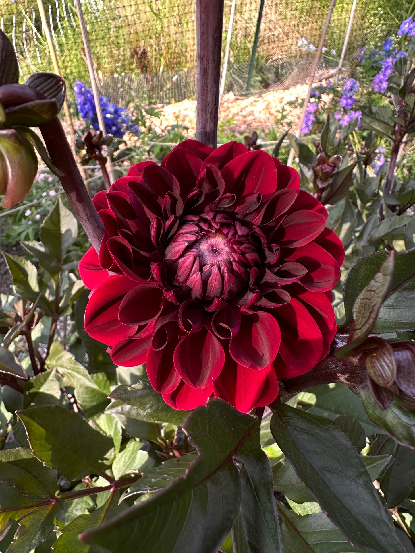 Baccara Dahlia Tuber