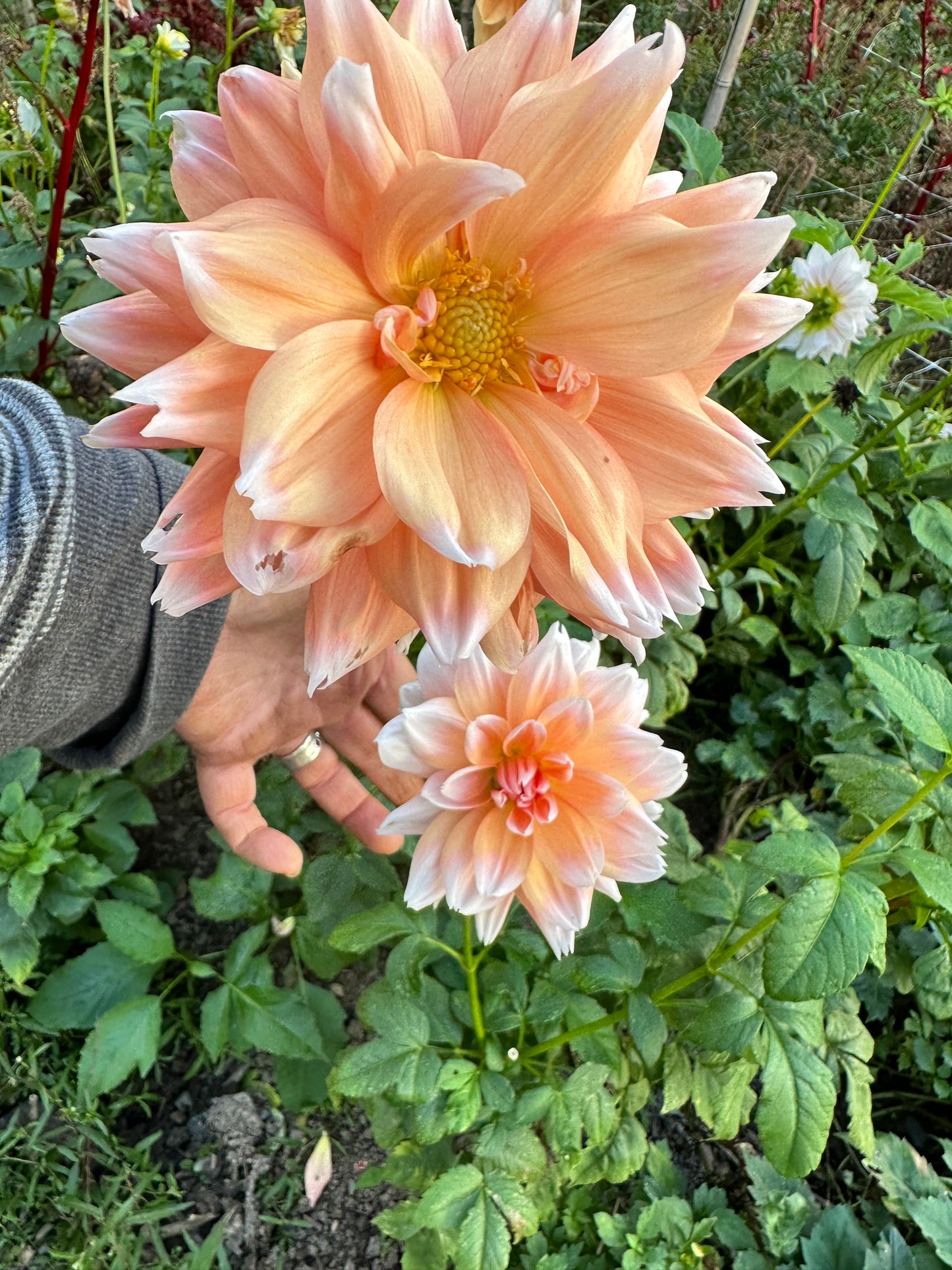 Linda’s Esther Dahlia Tuber