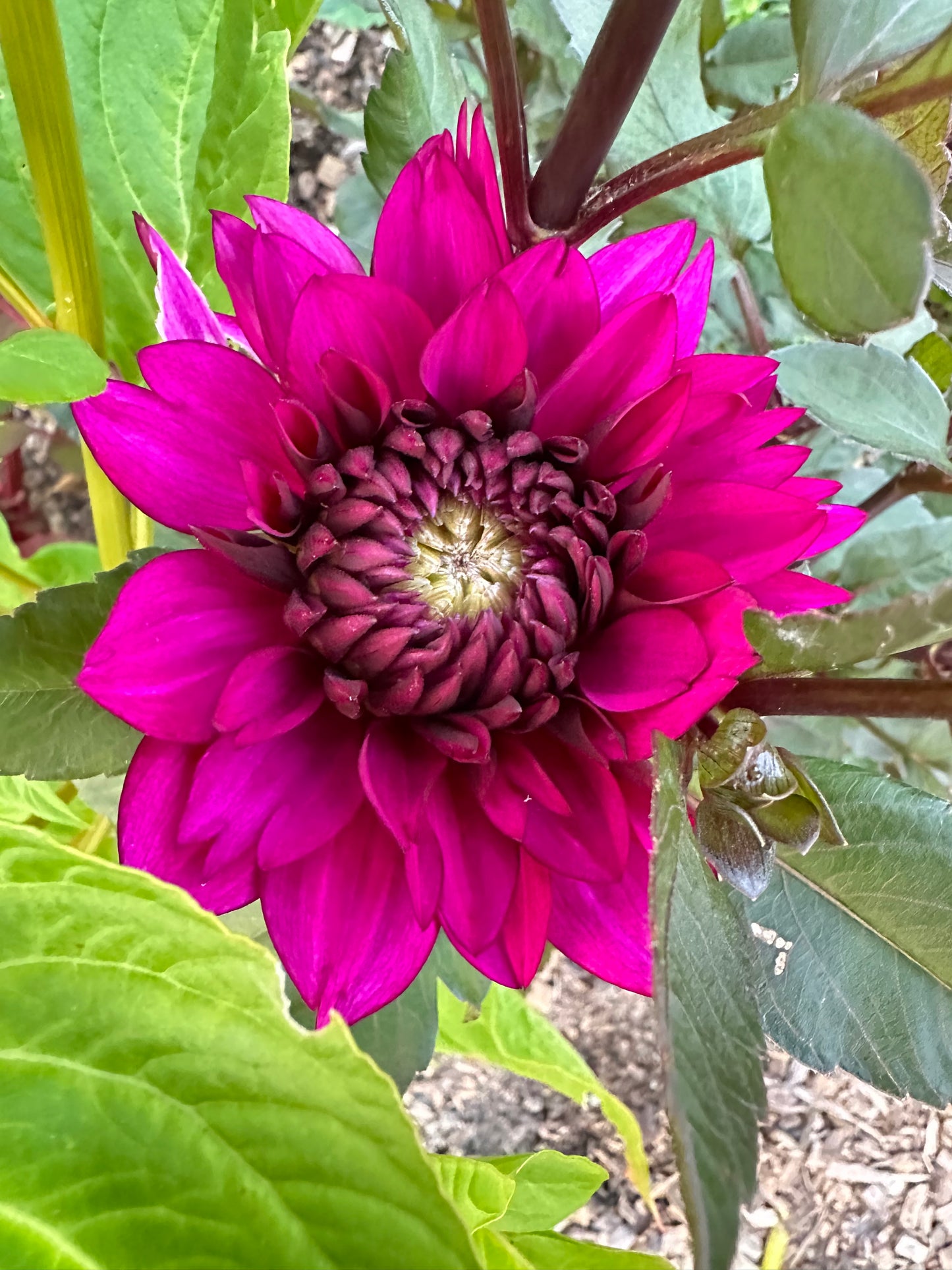 Purple Flame Dahlia Tuber