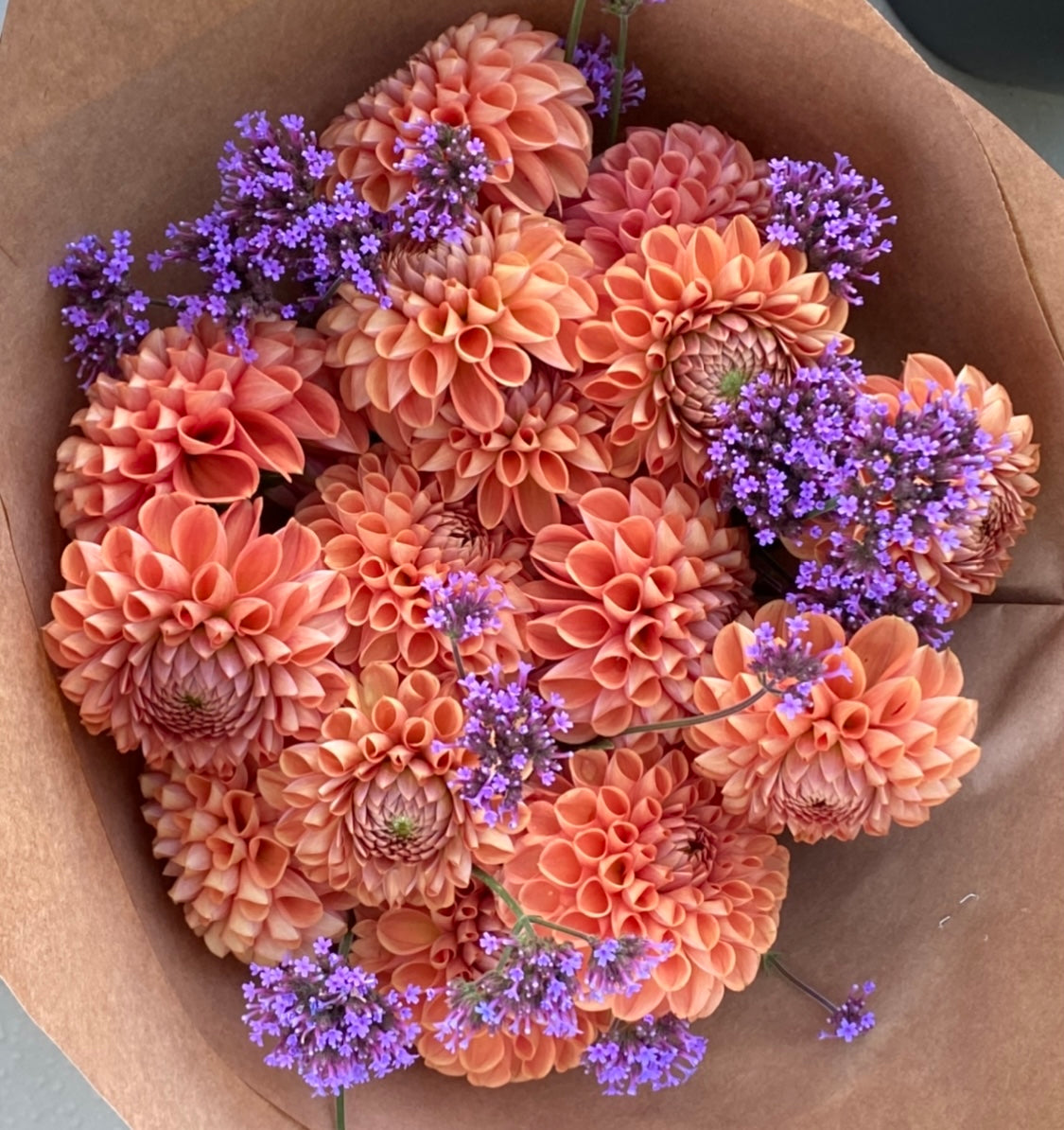 Cornel Bronze Dahlia Tuber