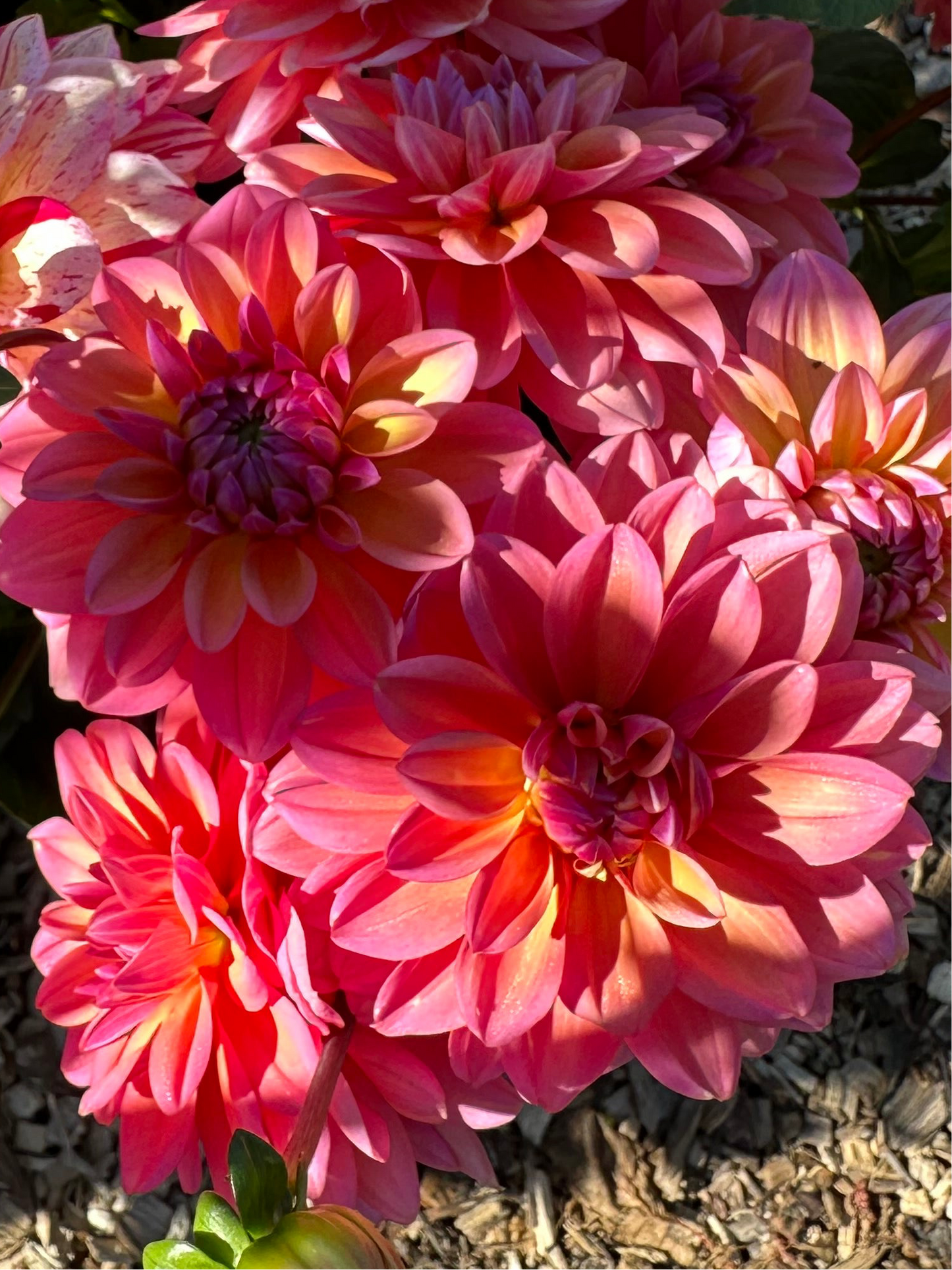 Great Silence Dahlia