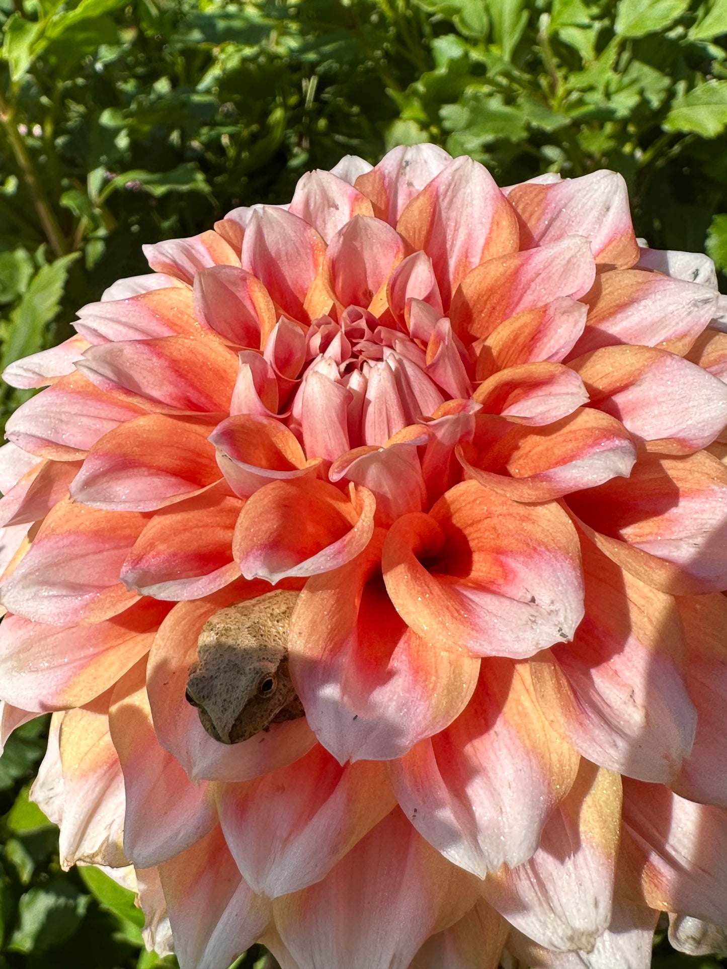 Hollyhill Orange Ice Dahlia Tuber
