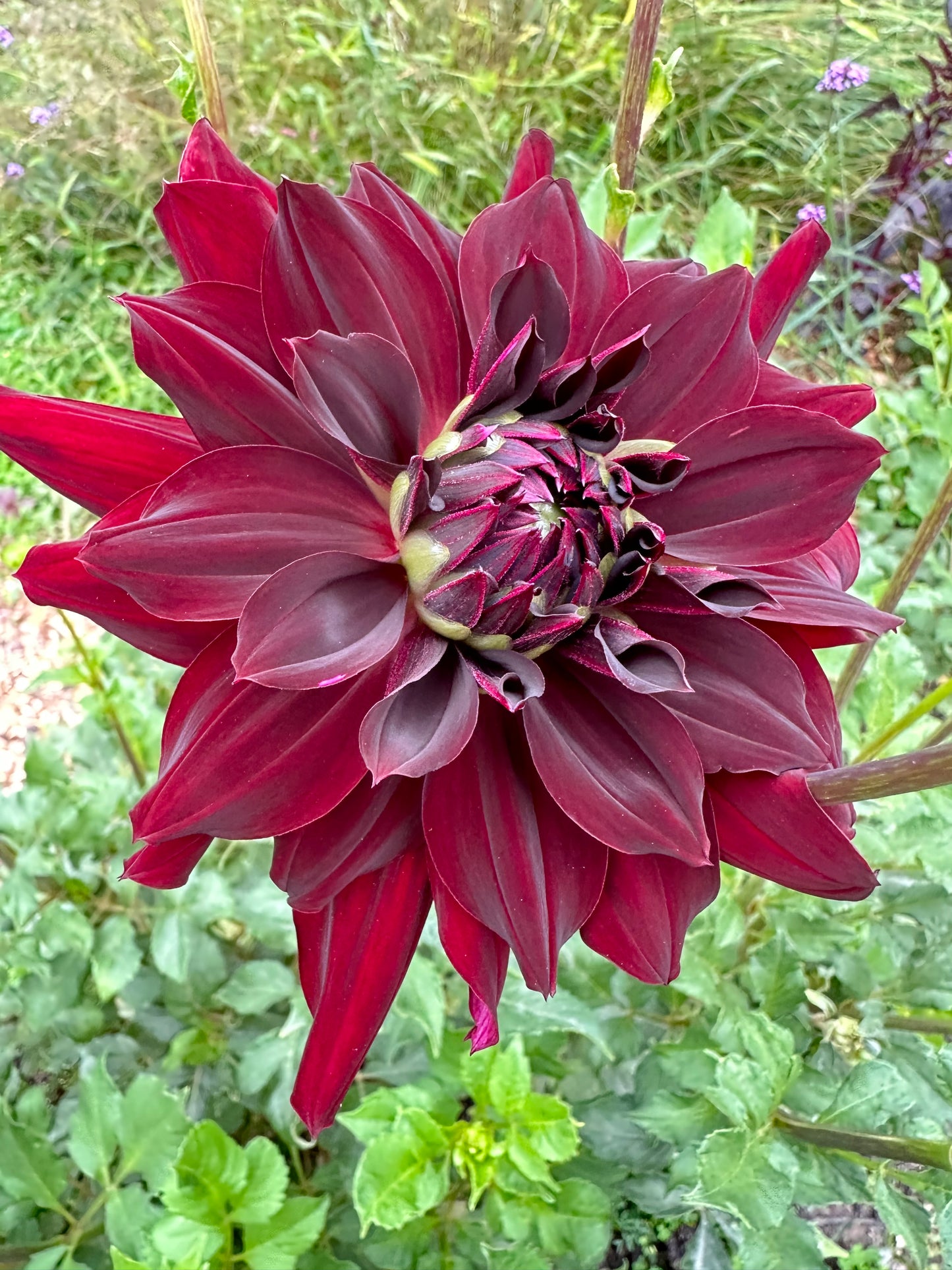 Rip City Dahlia Tuber