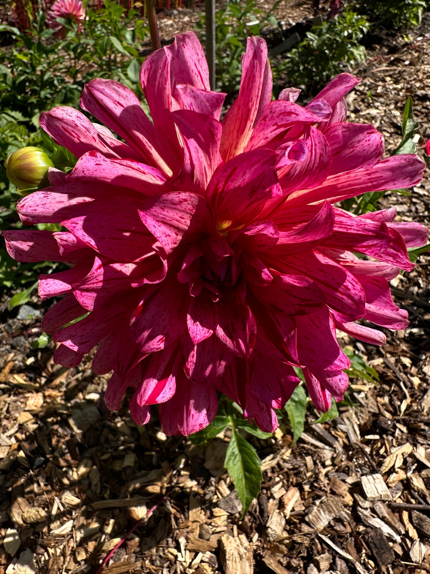 Mingus Toni Dahlia Tuber