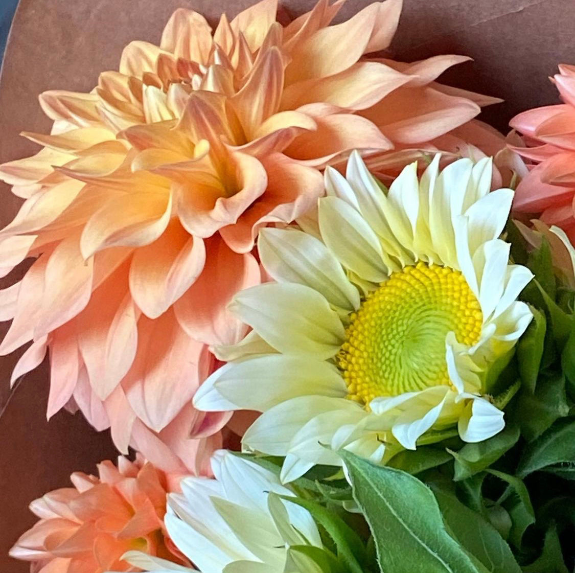 Glenerie’s Honey Pie Dahlia Tuber (rebuilding stock, hoping to be available in 2026)