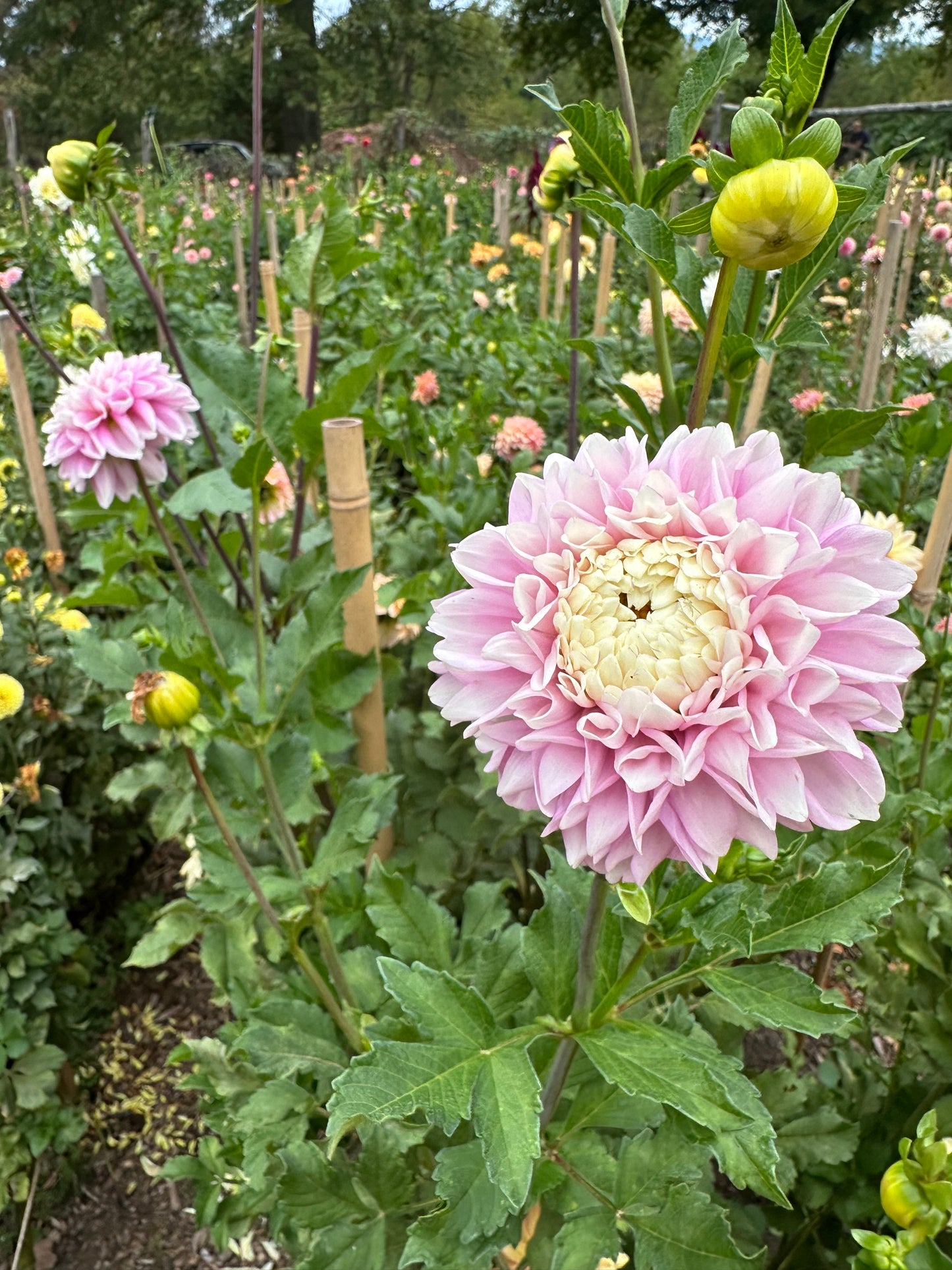 Pink flower with creamy center petals and green leaves in a garden setting