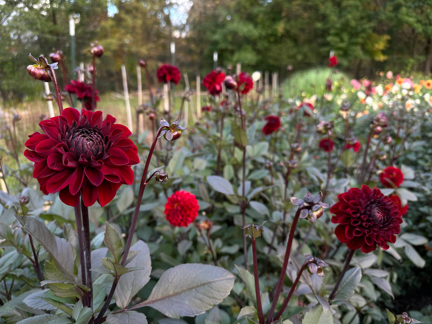 Baccara Dahlia Tuber