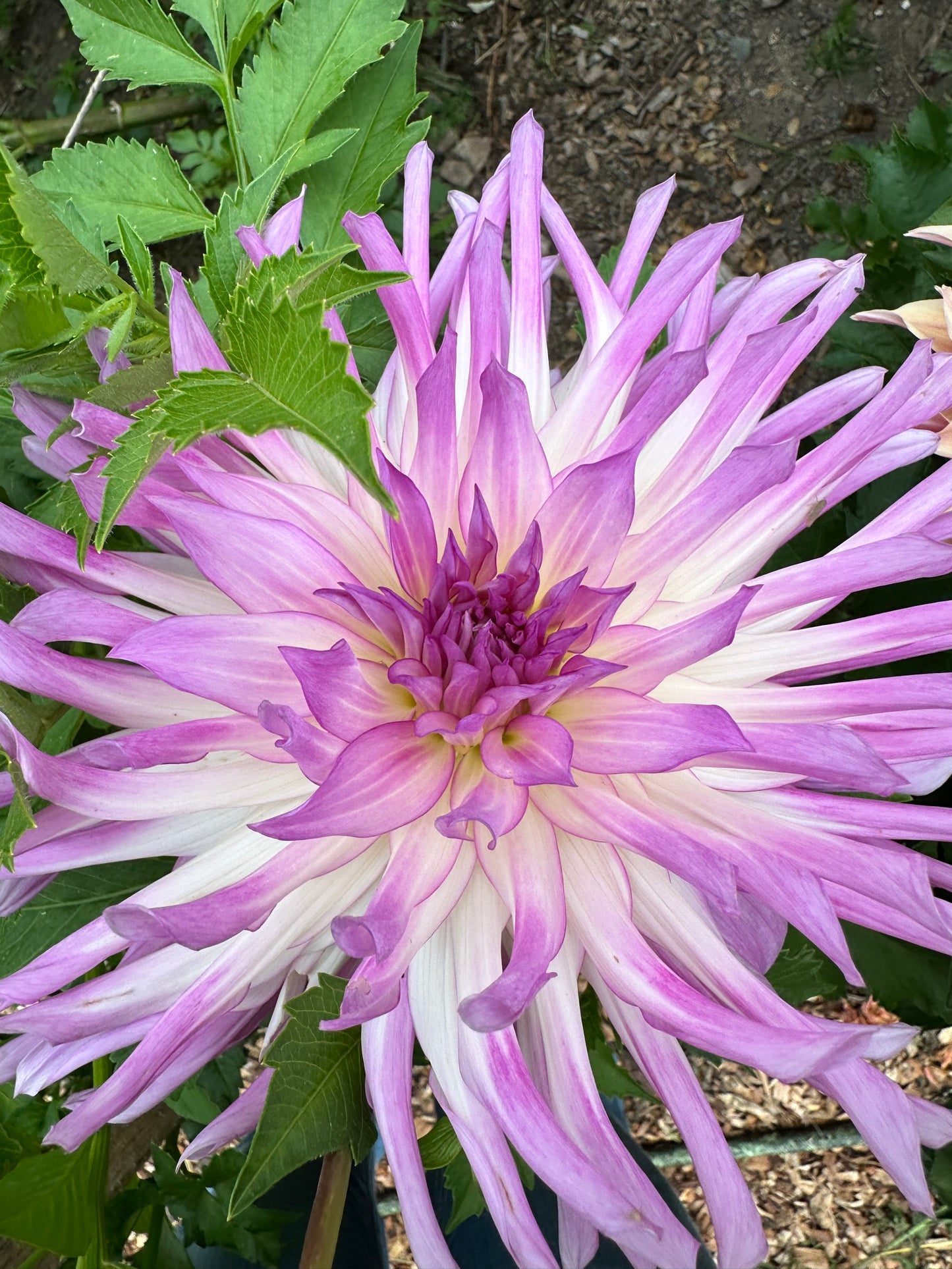 Mingus Randy Dahlia Tuber