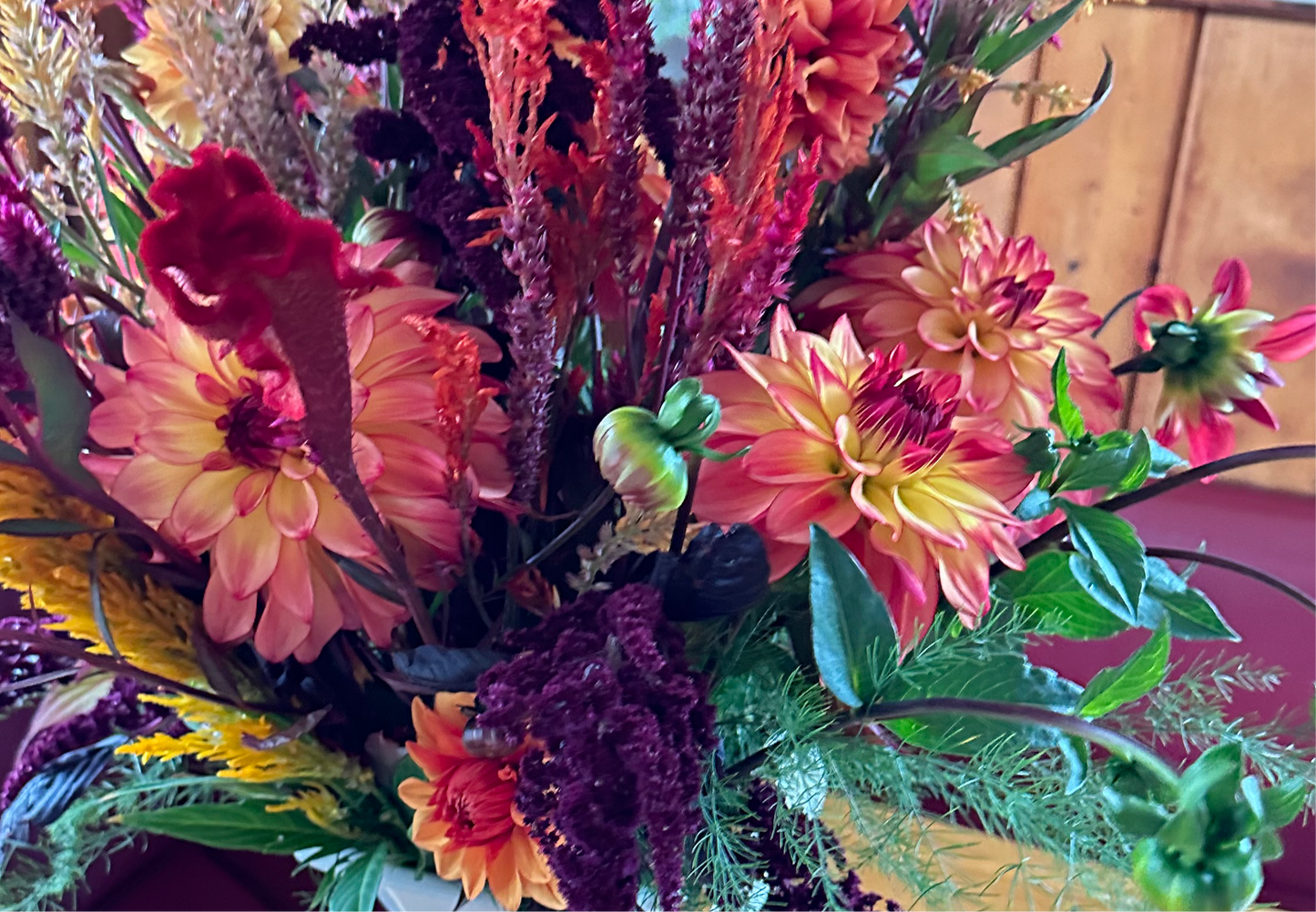 Mai Tai Dahlia Tuber