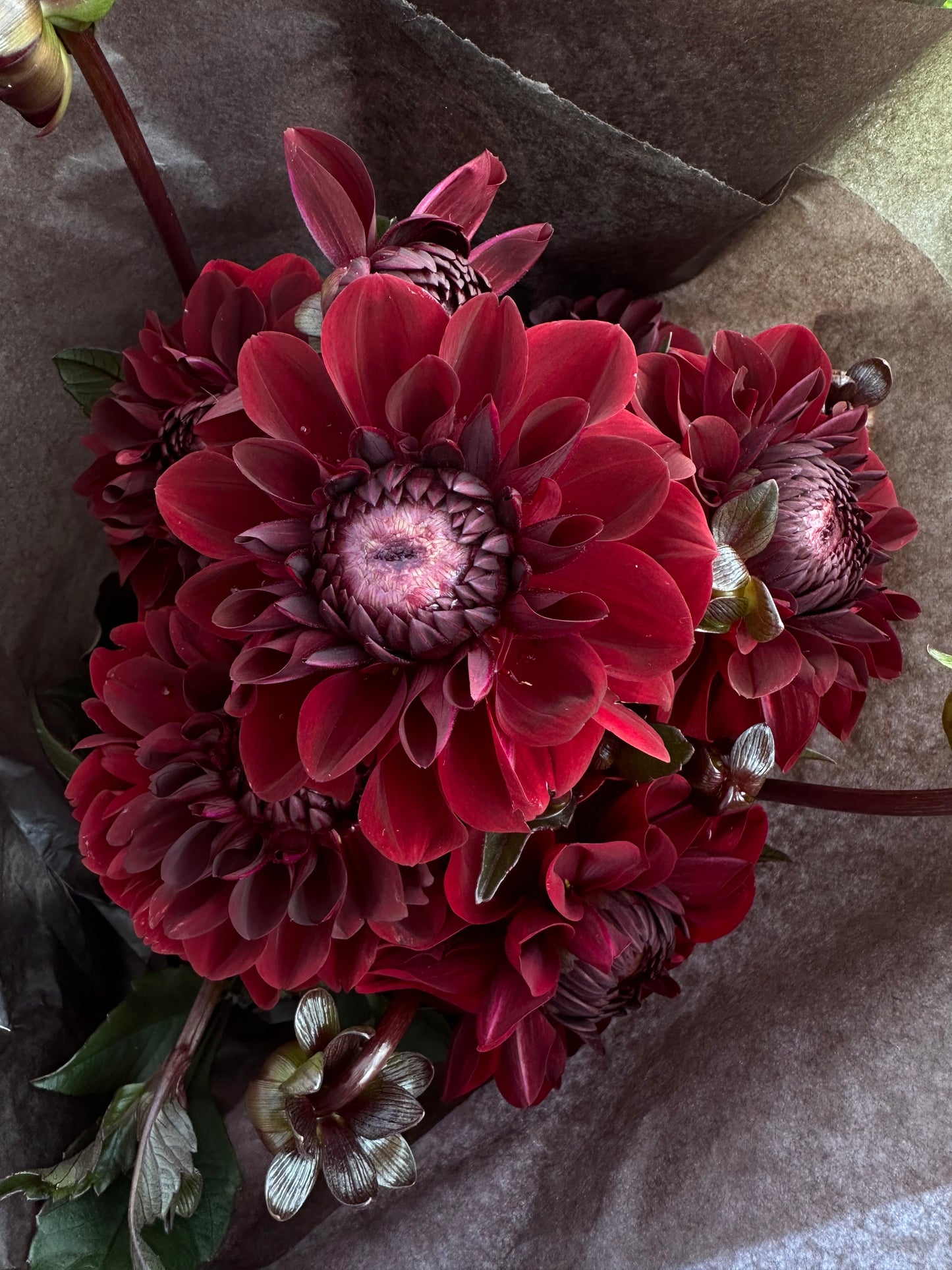 Baccara Dahlia Tuber
