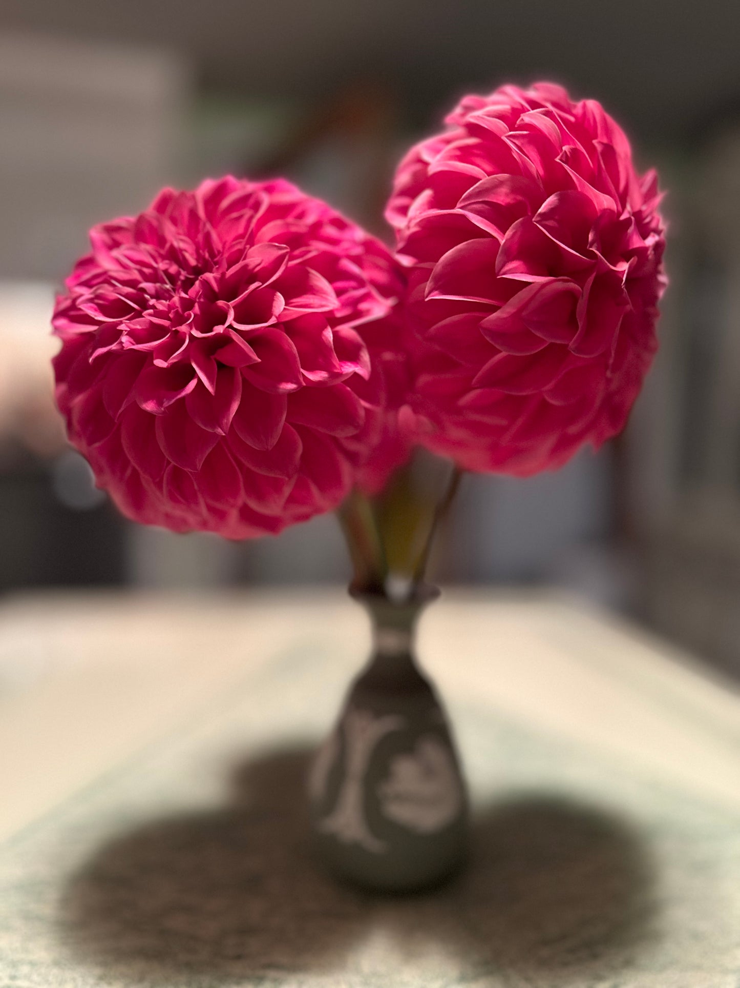 Sylvia Craig Hunter Dahlia Tuber