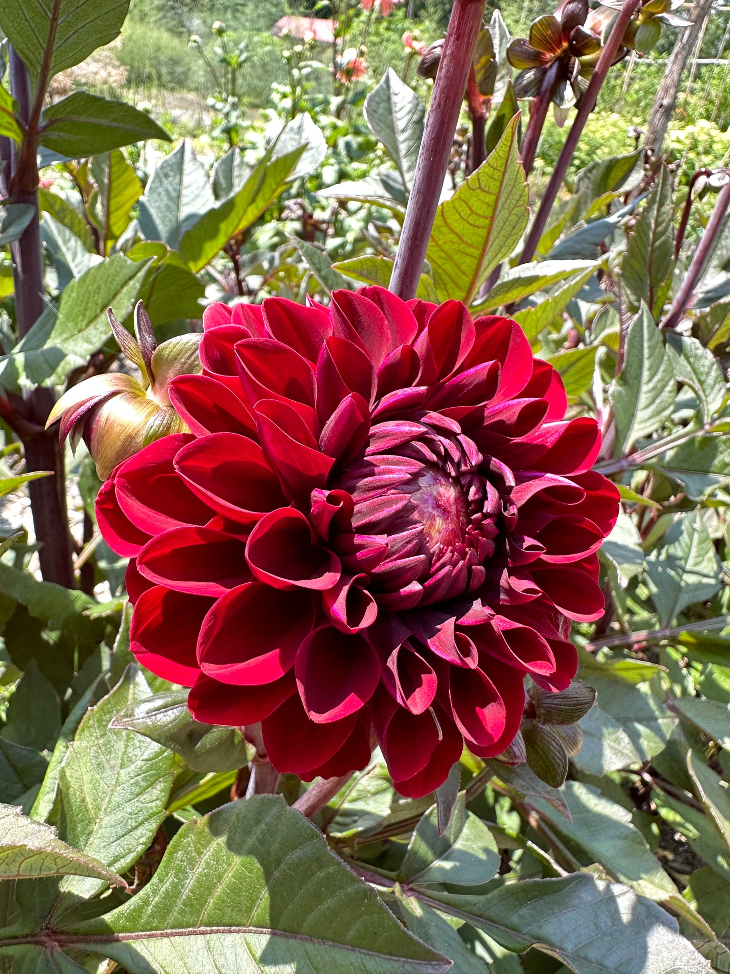 Baccara Dahlia Tuber