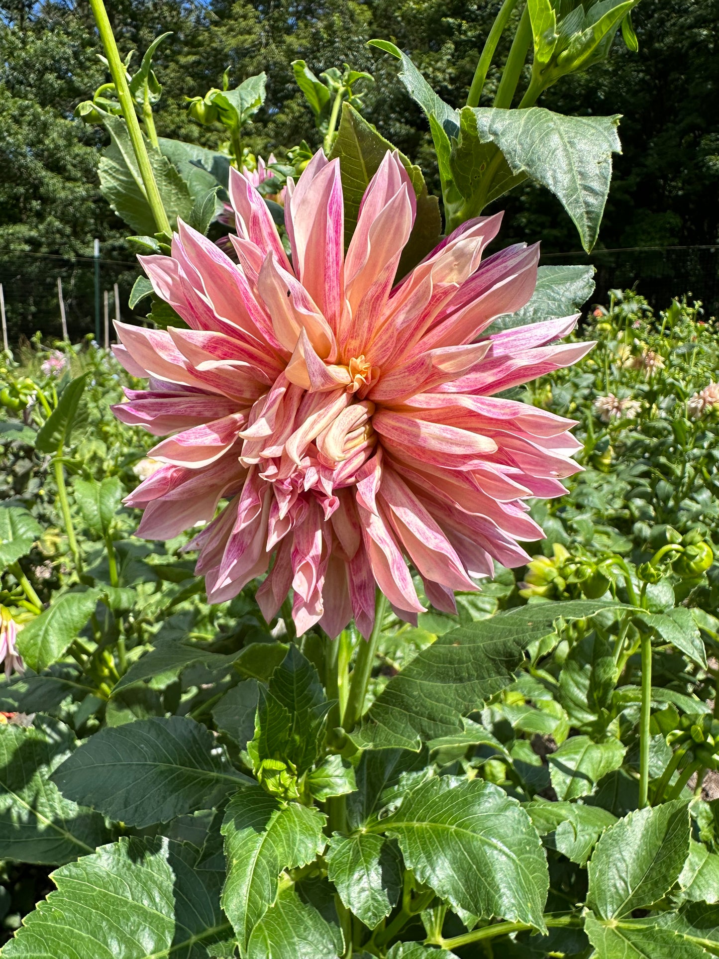 Cafe de Paris Dahlia Tuber