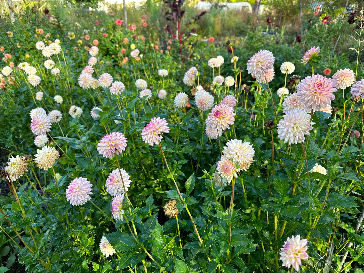 Valley Porcupine Dahlia Tuber