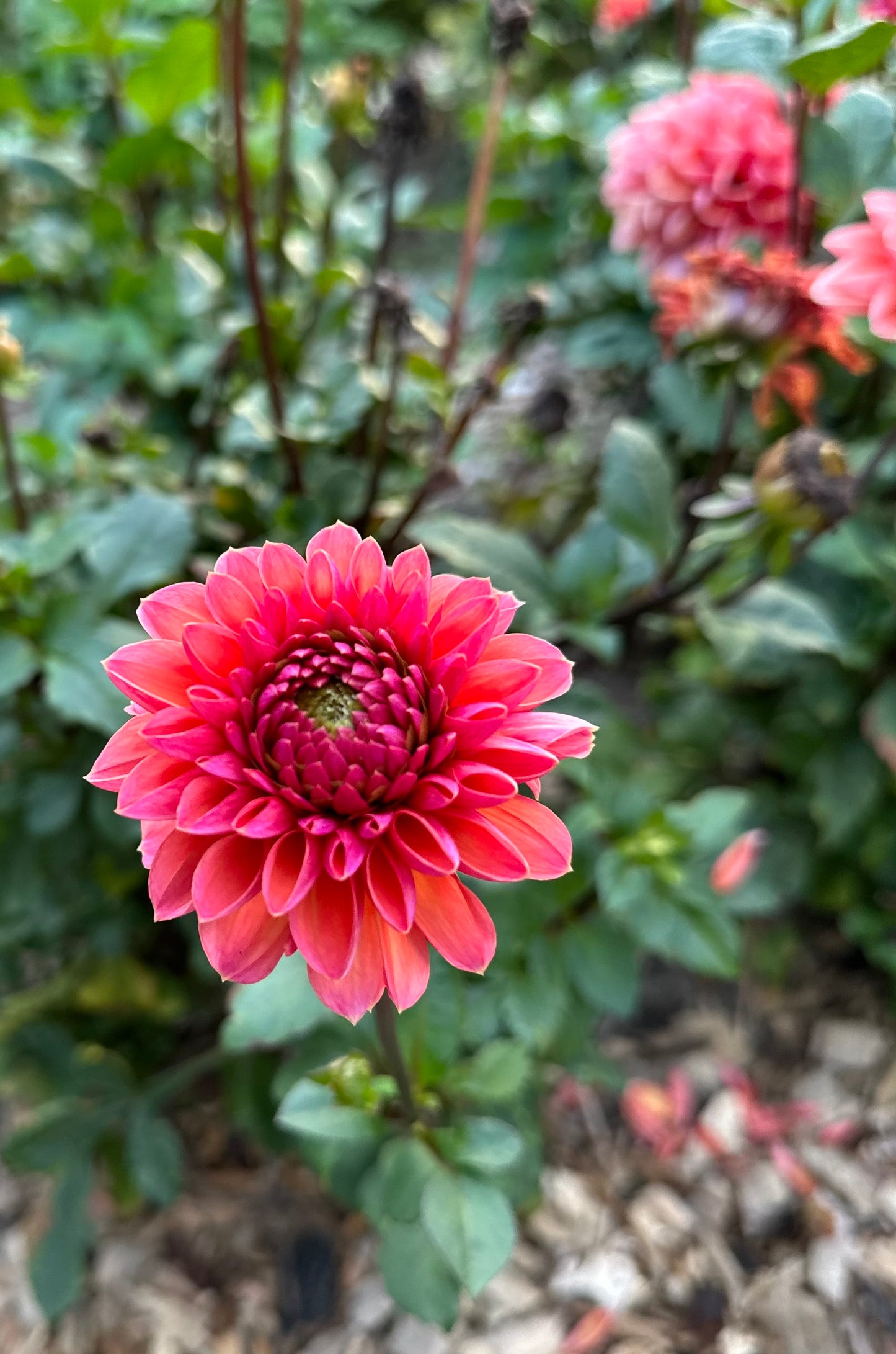 Daisy Duke Dahlia Tuber