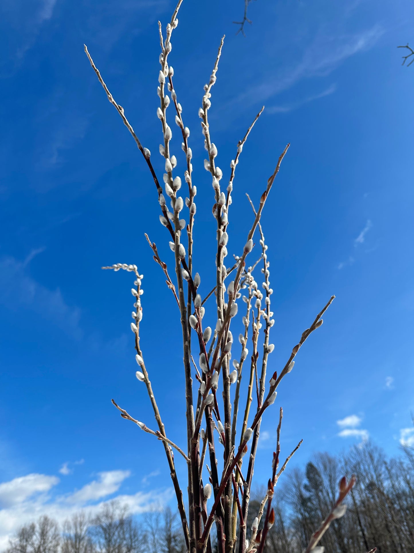 Pink Pussy Willow, unrooted cuttings (5 cuttings), Salix gracilistyla ‘Mt. Aso’