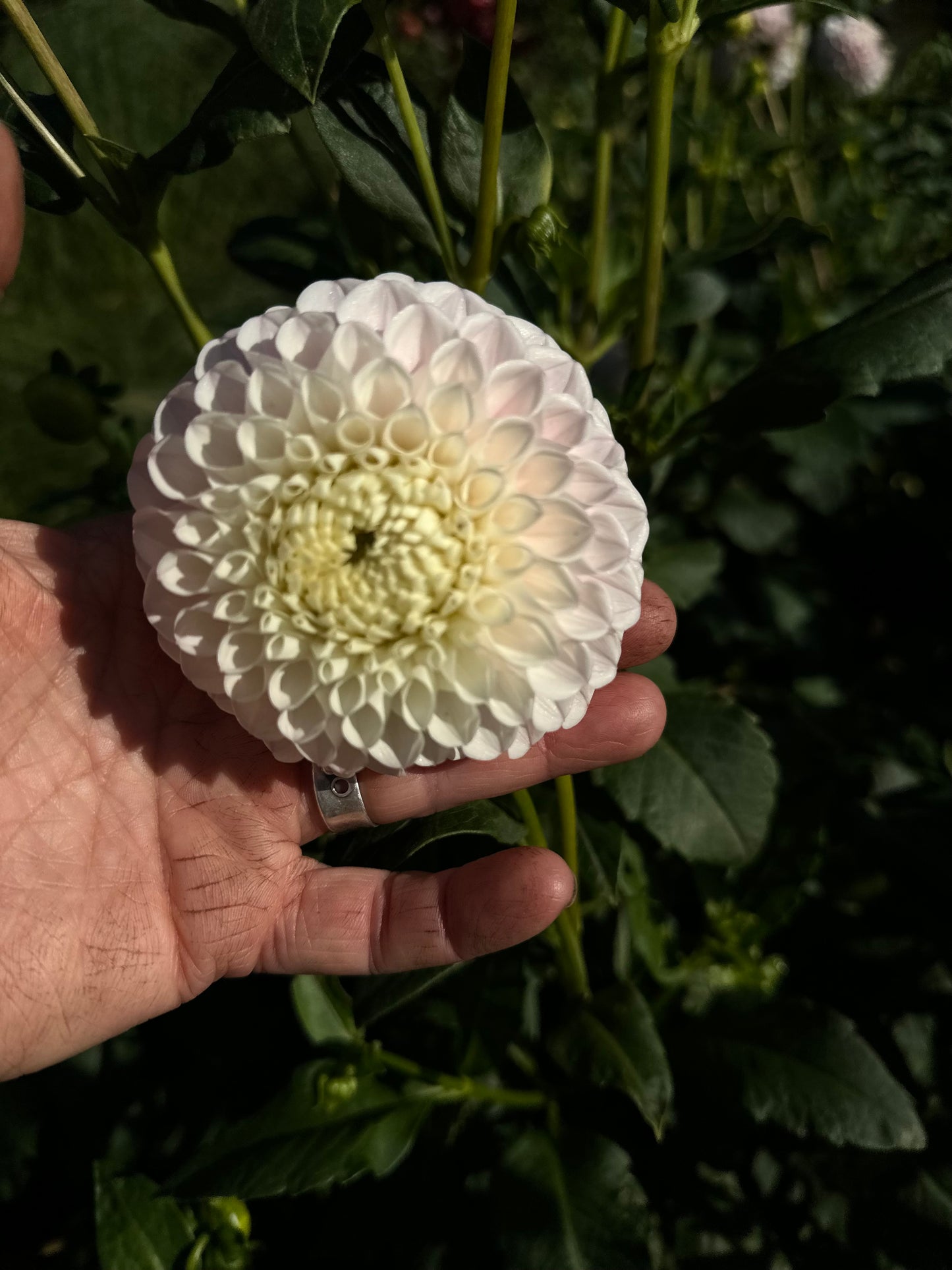 Pink Pearl Dahlia Tuber