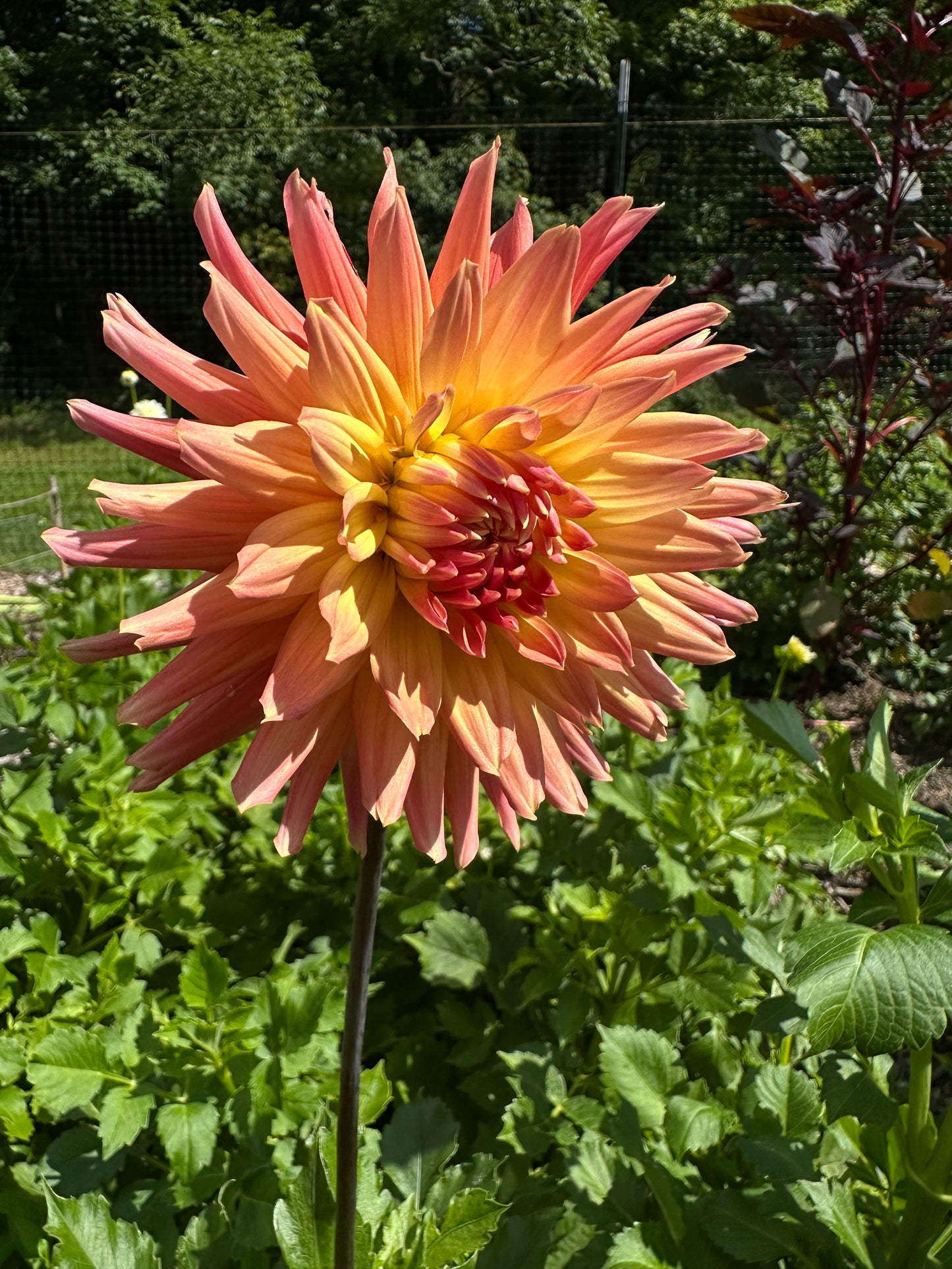 Bloomquist Karen G Dahlia Tuber