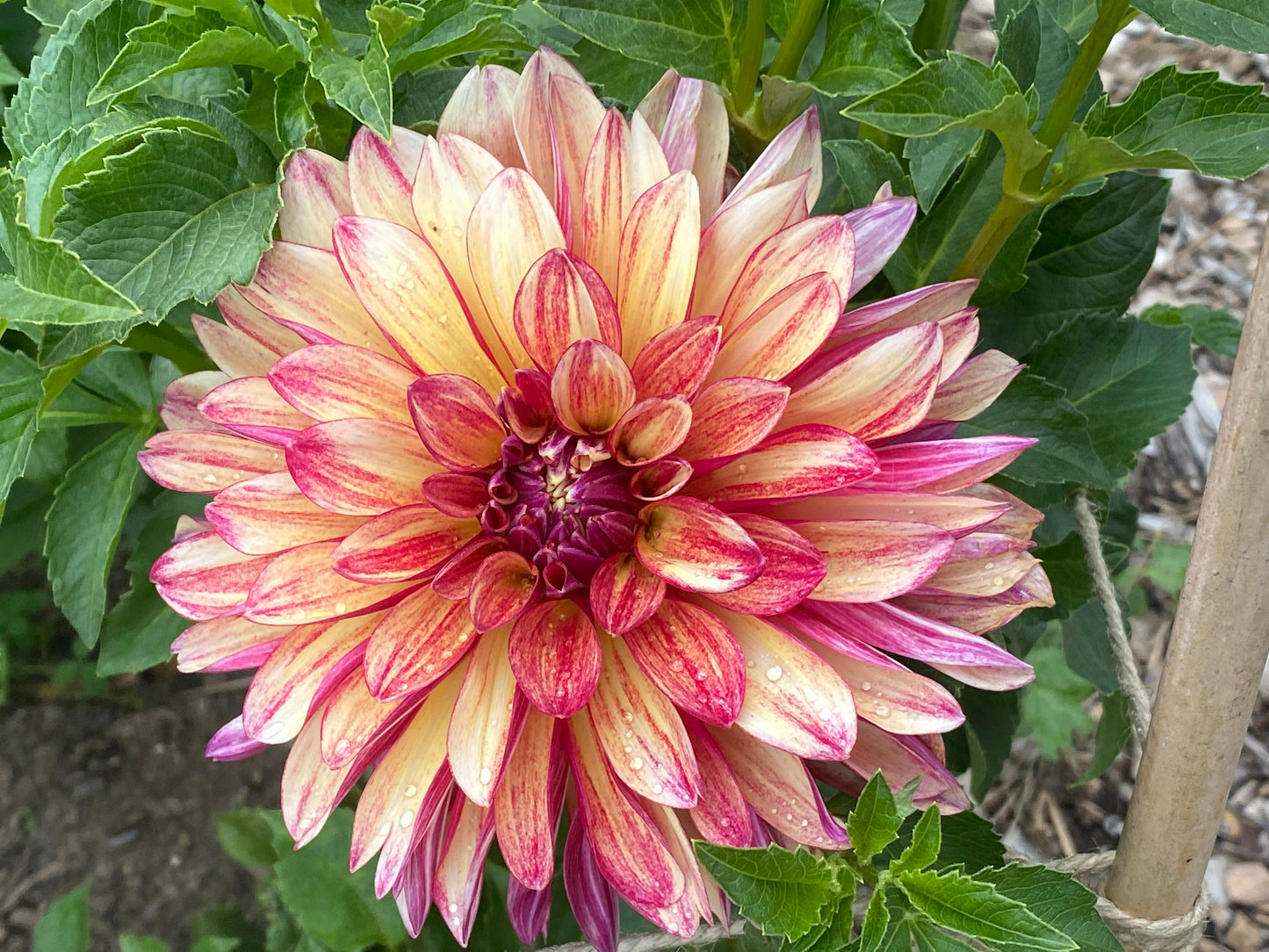 Gitts Crazy Dahlia Tuber