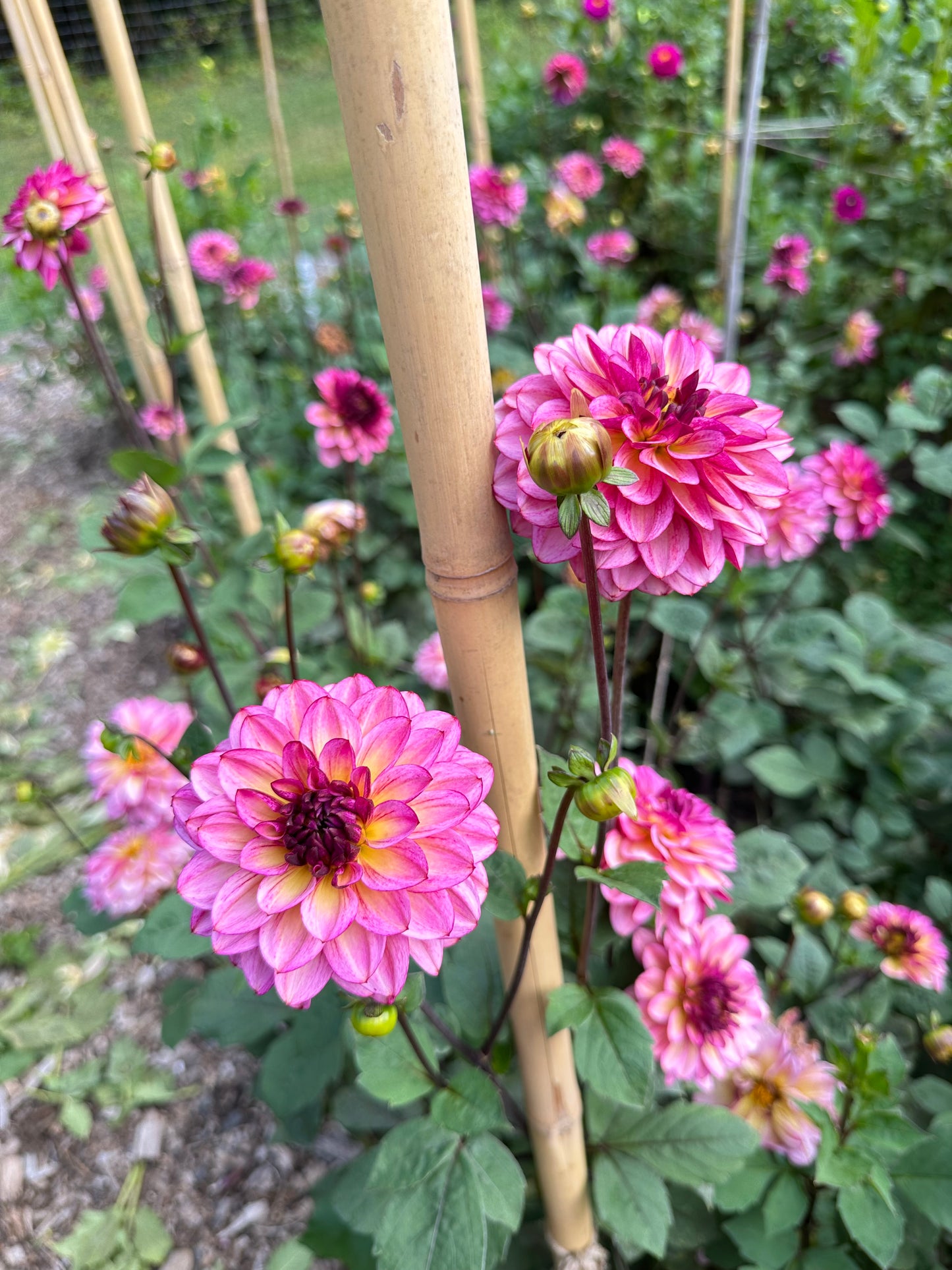 Pink flowers with dark wine centers and green leaves on a blurred natural background and garden staking support