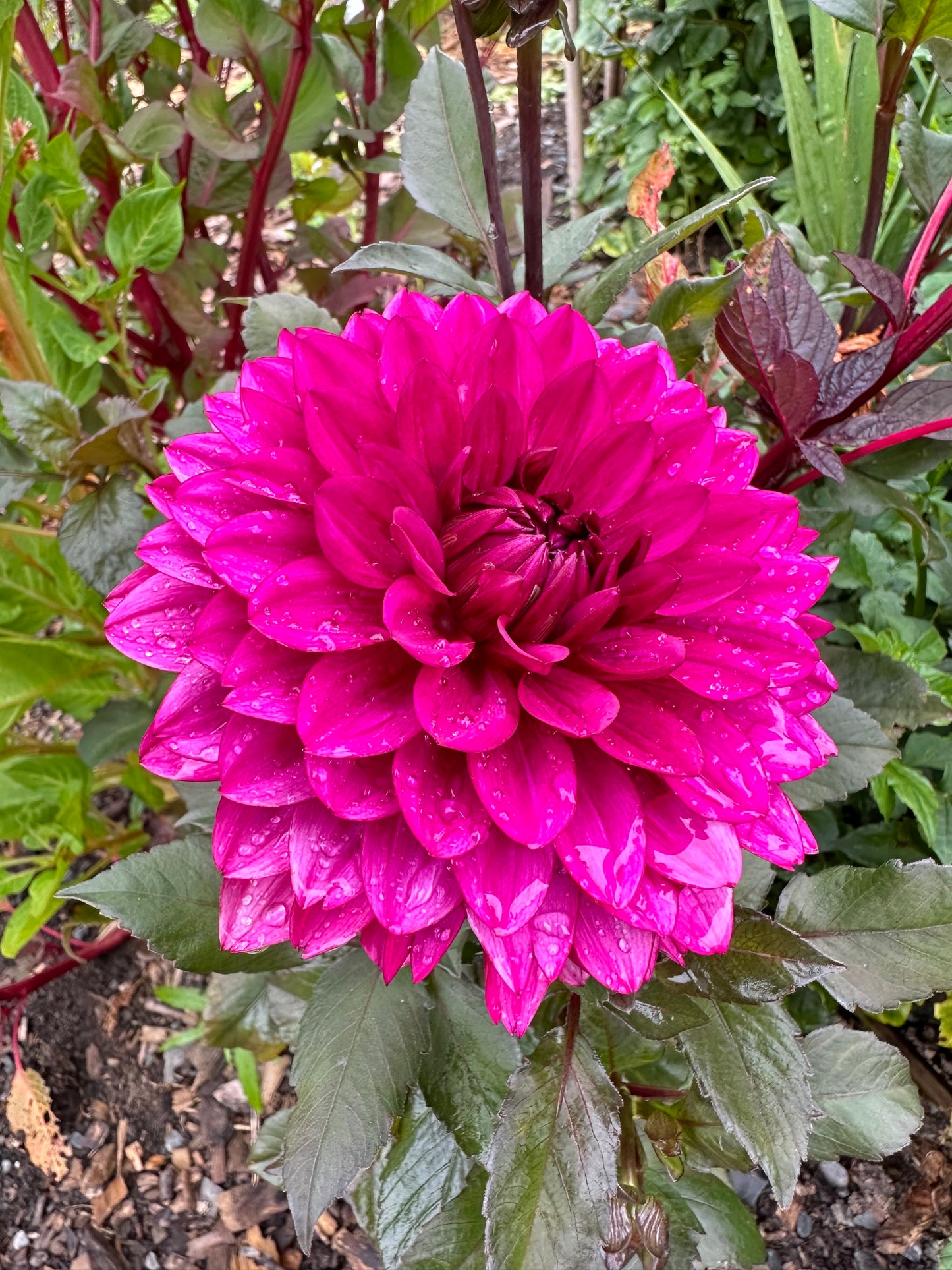 Purple Flame Dahlia Tuber